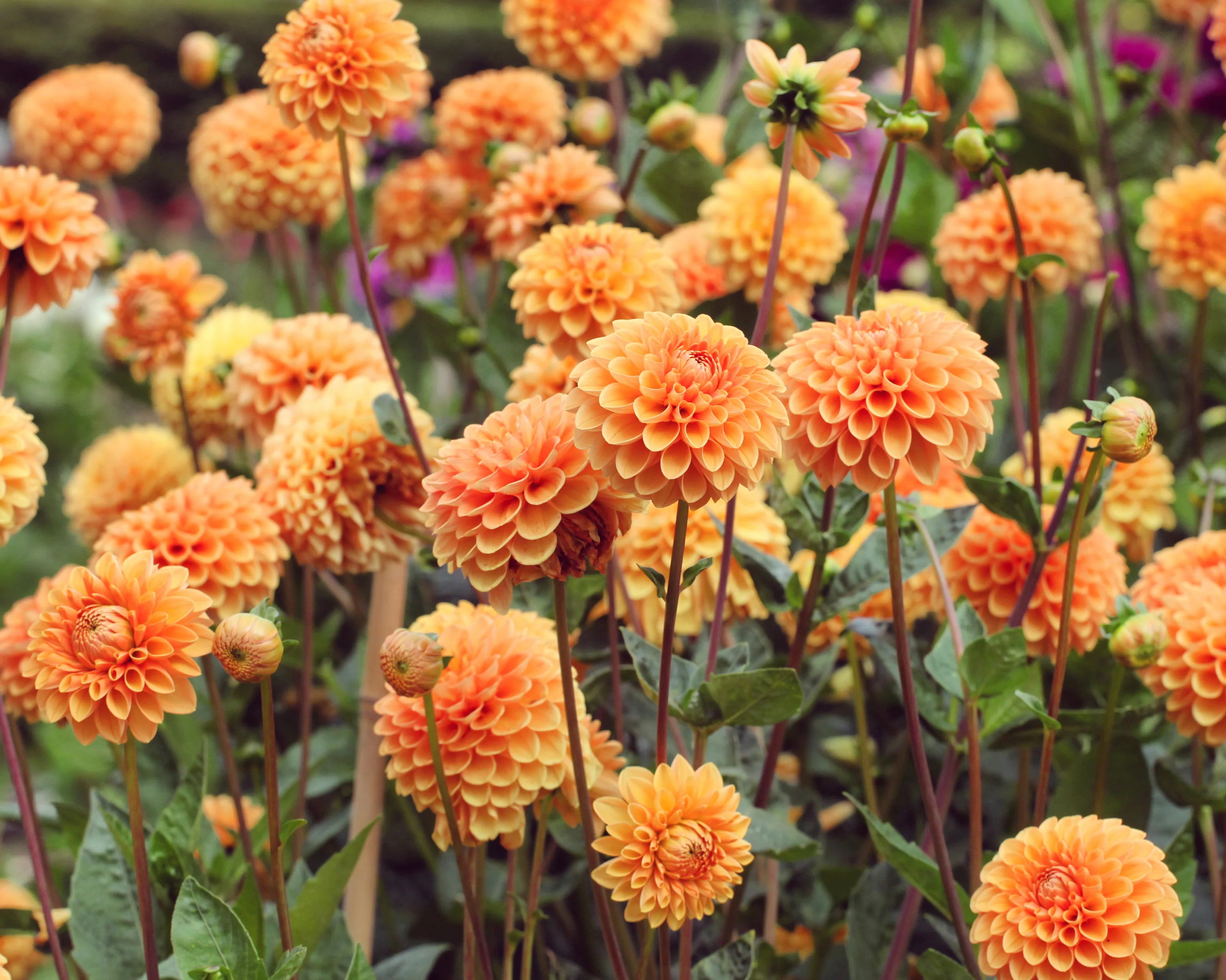 Dahlia 'Sylvia' - Image 2