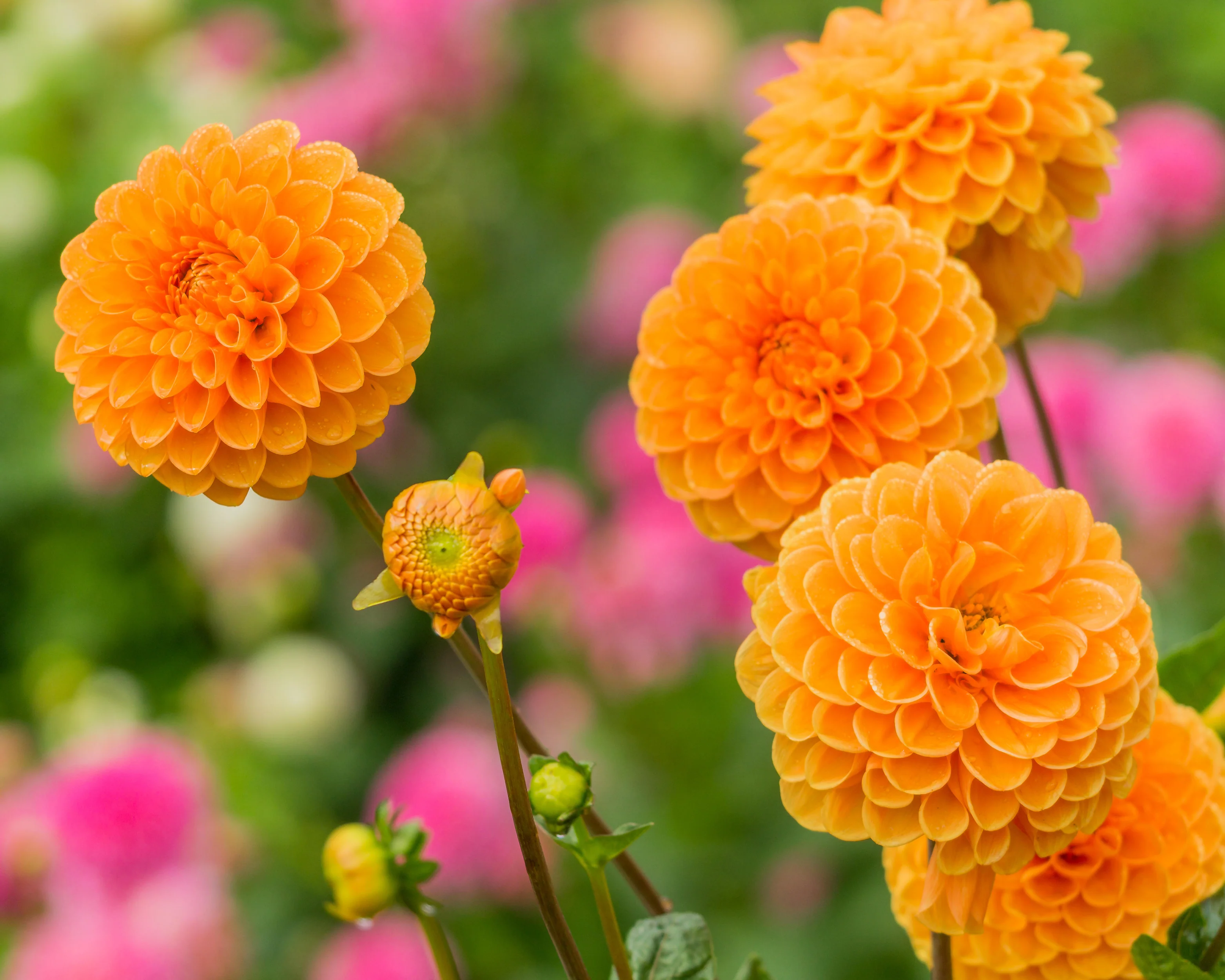 Dahlia 'Sylvia' - Image 6