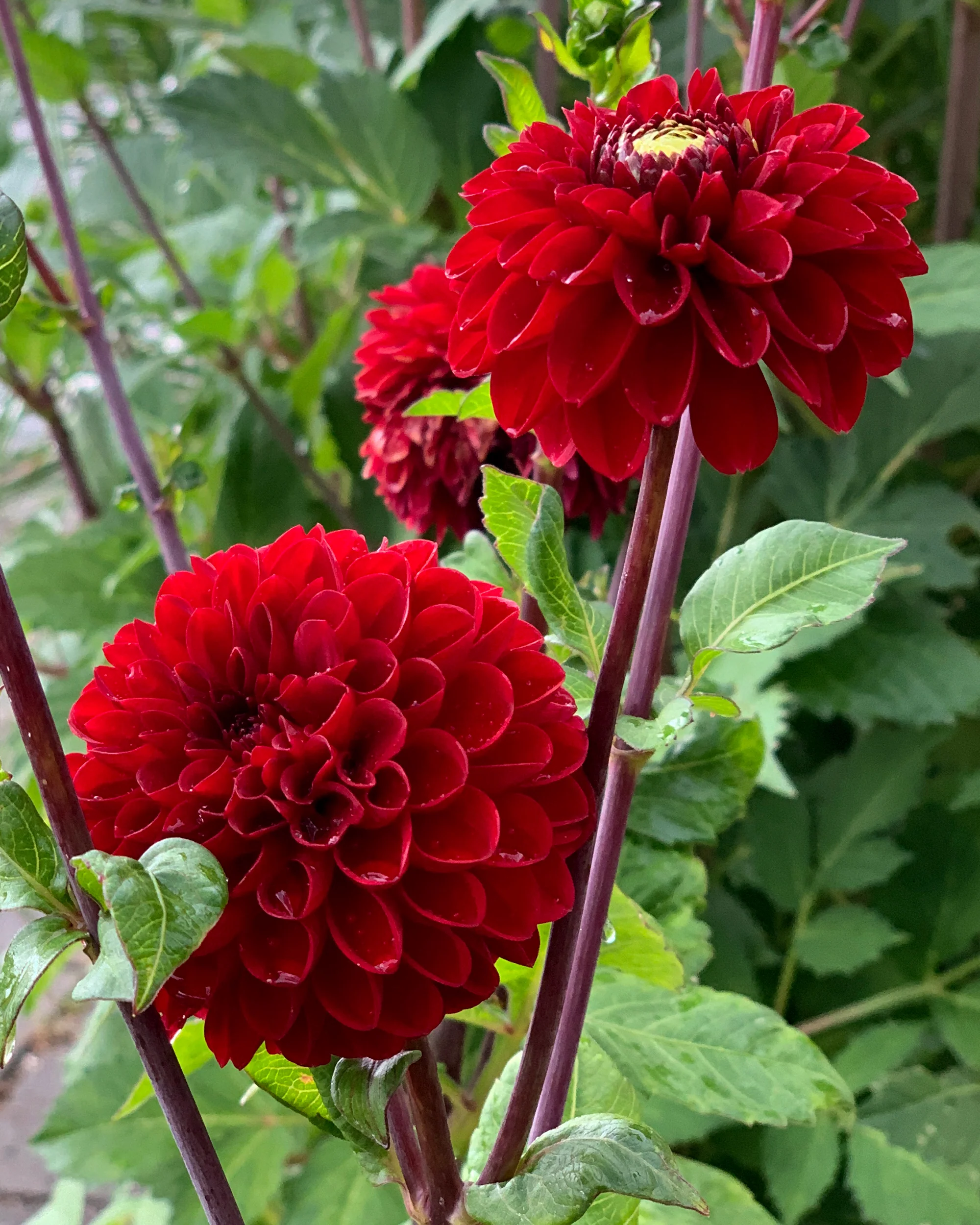 Dahlia 'Tam Tam' - Image 3