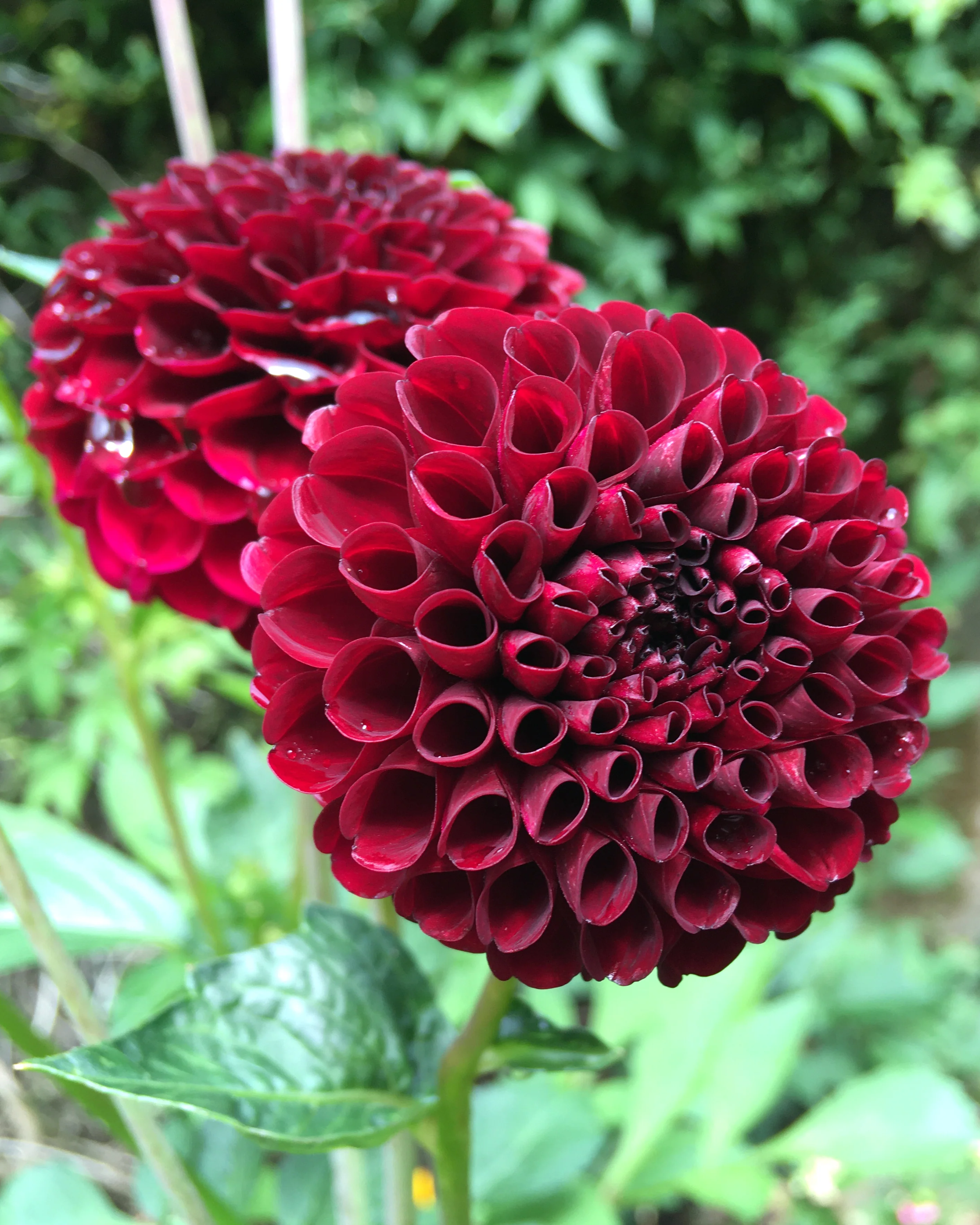 Dahlia 'Tam Tam' - Image 5