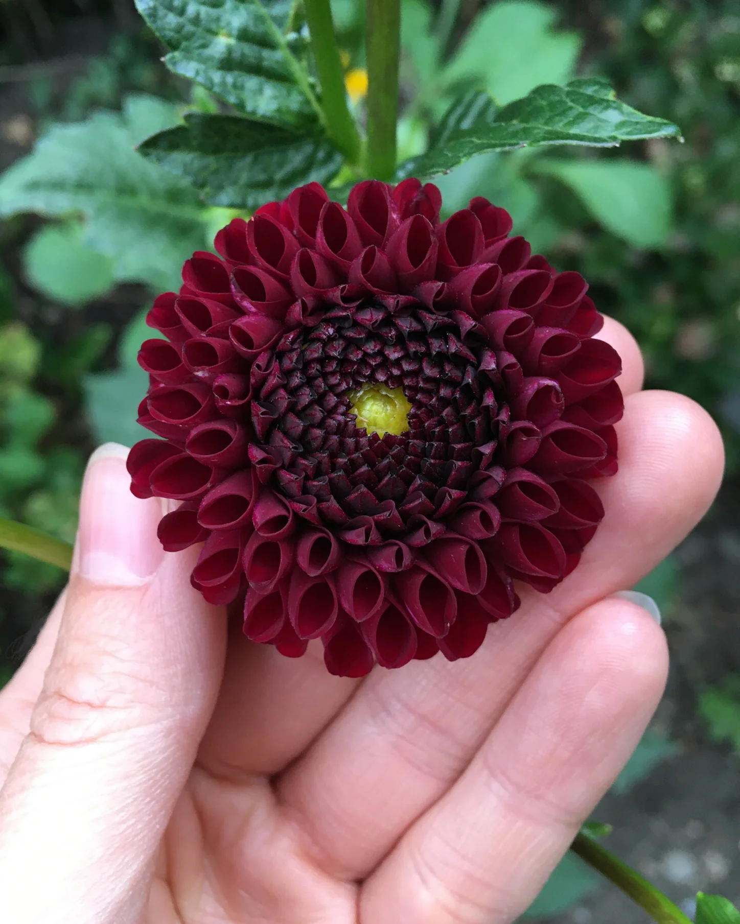 Dahlia 'Tam Tam' - Image 7