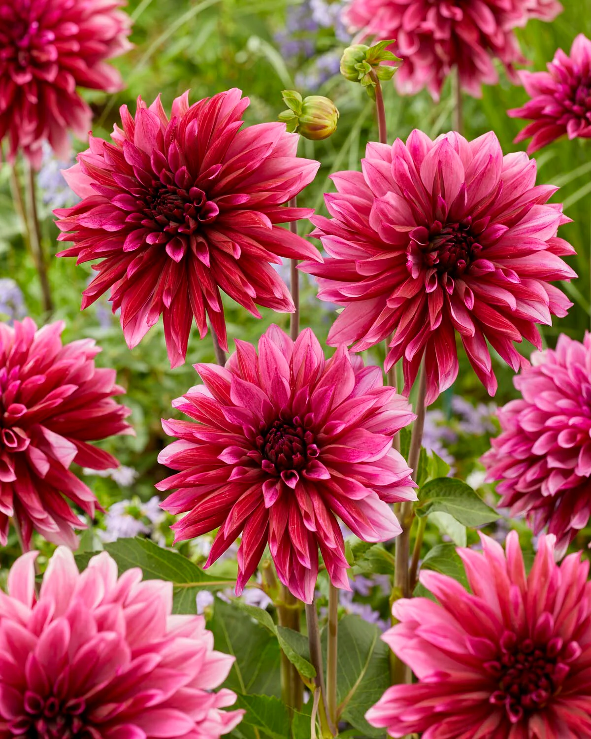 Dahlia 'Tanita' - Image 2