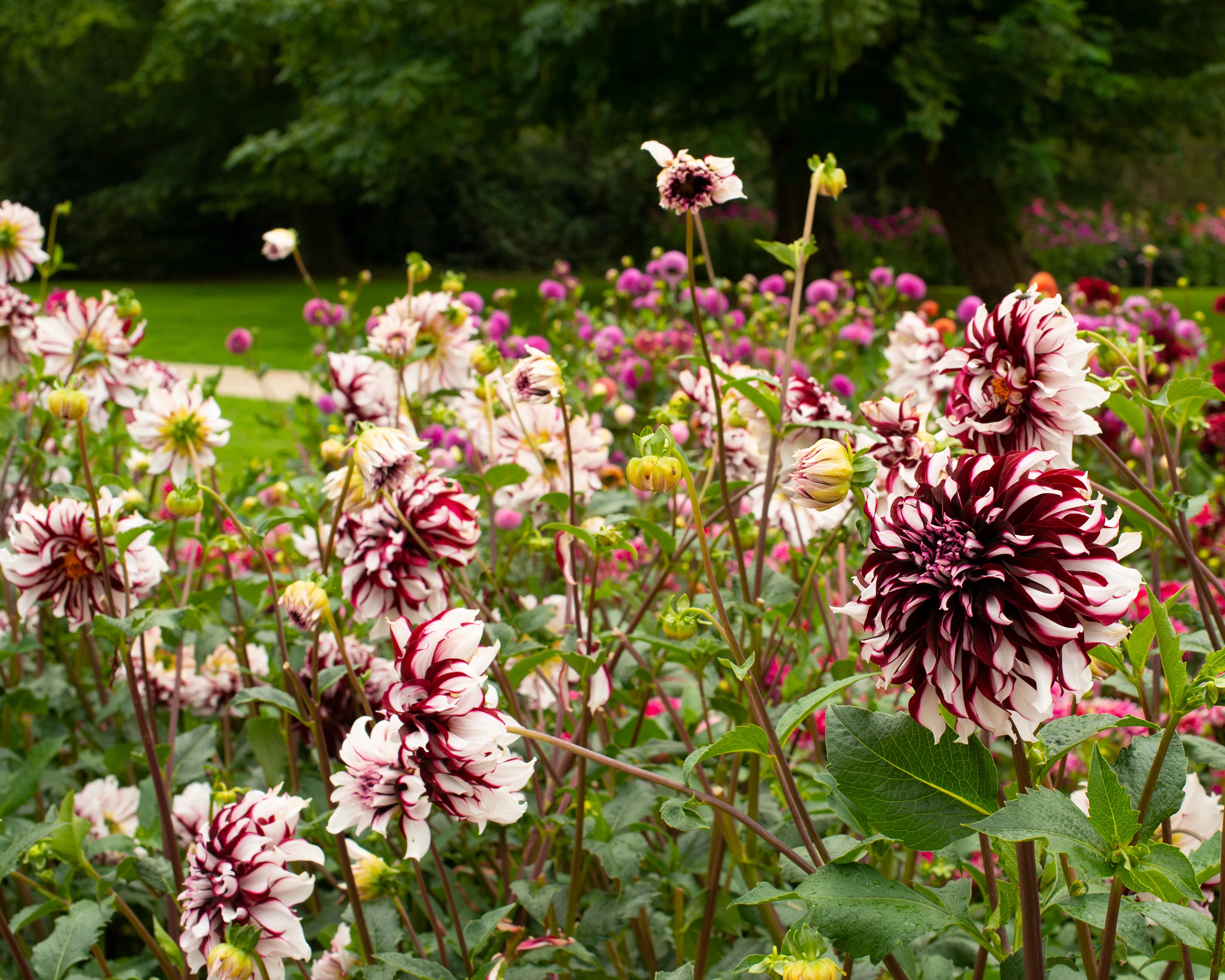 Dahlia 'Tartan' - Image 3