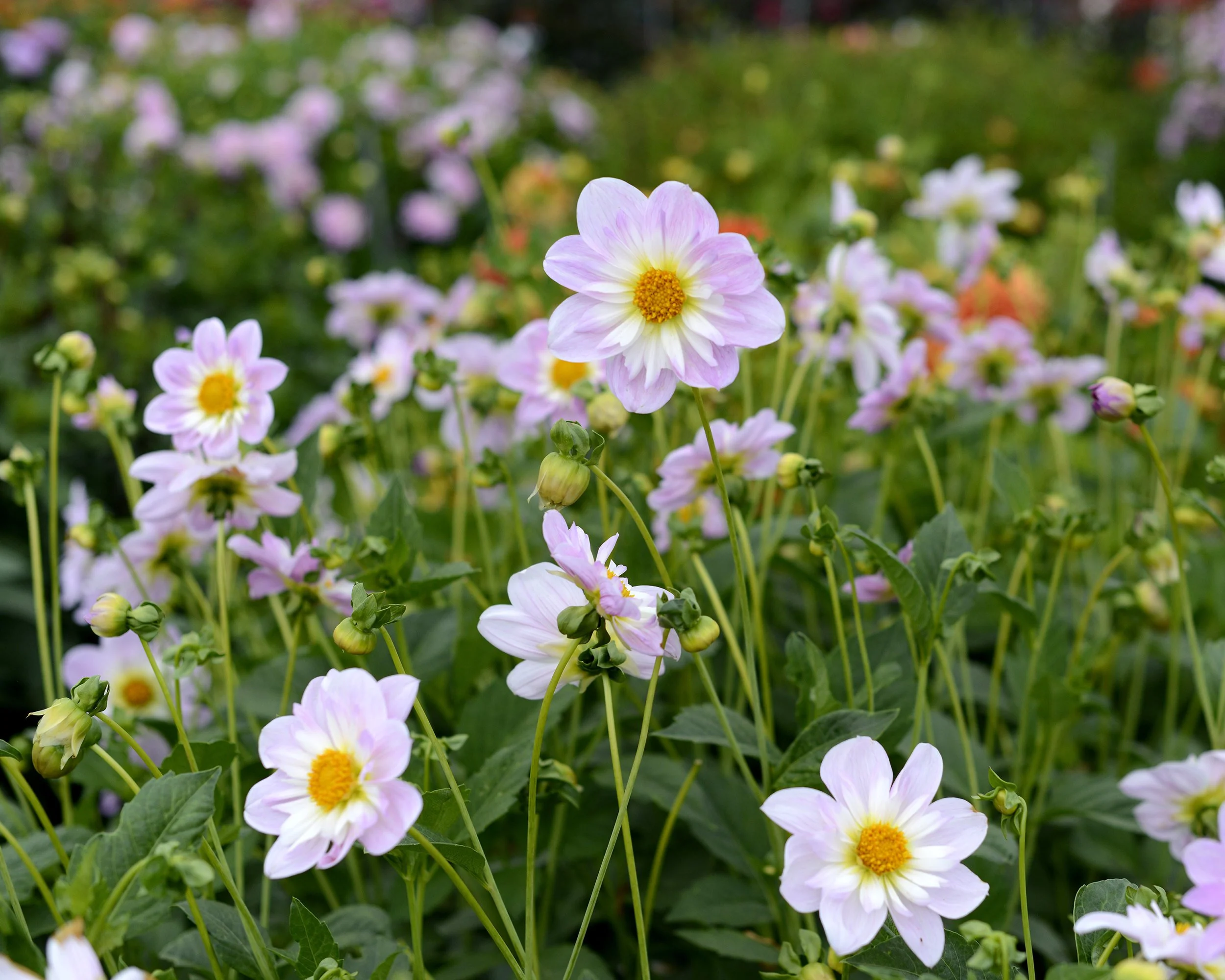 Dahlia 'Teesbrooke Audrey' - Image 5