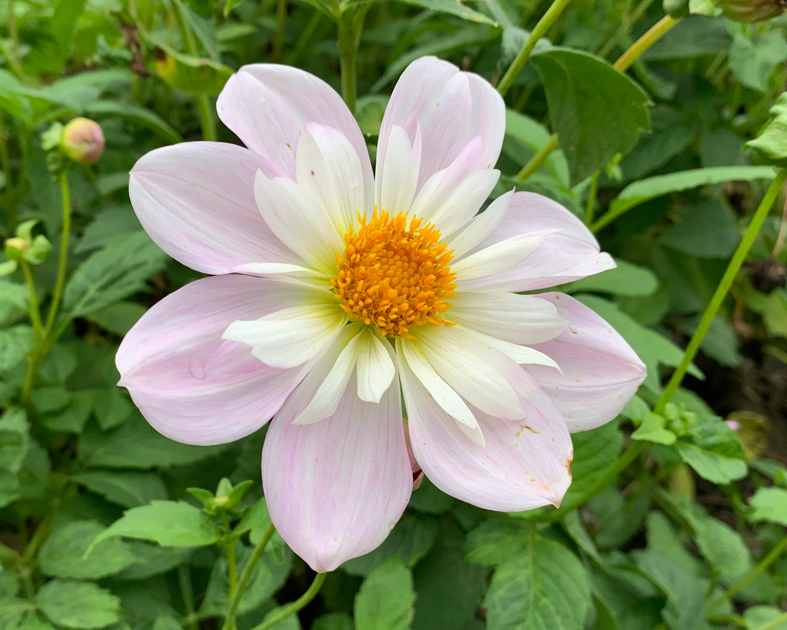 Dahlia 'Teesbrooke Audrey' - Image 6