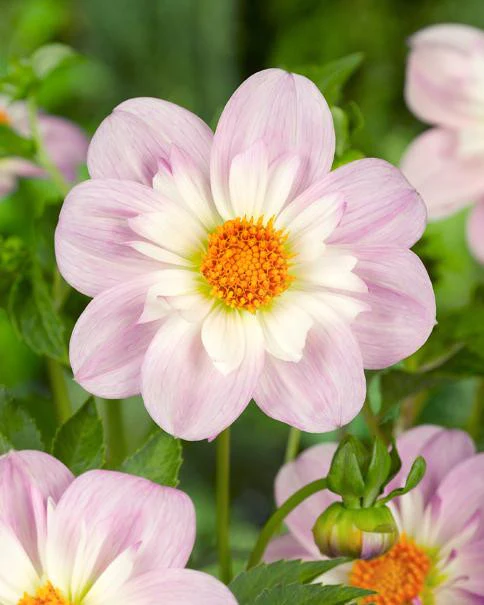 Dahlia 'Teesbrooke Audrey' - Image 7