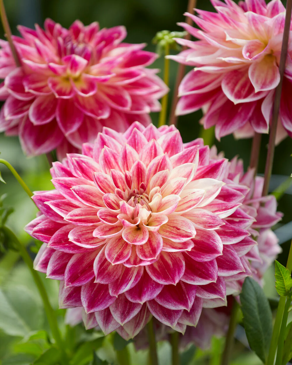 Dahlia 'Temple of Beauty' - Image 7