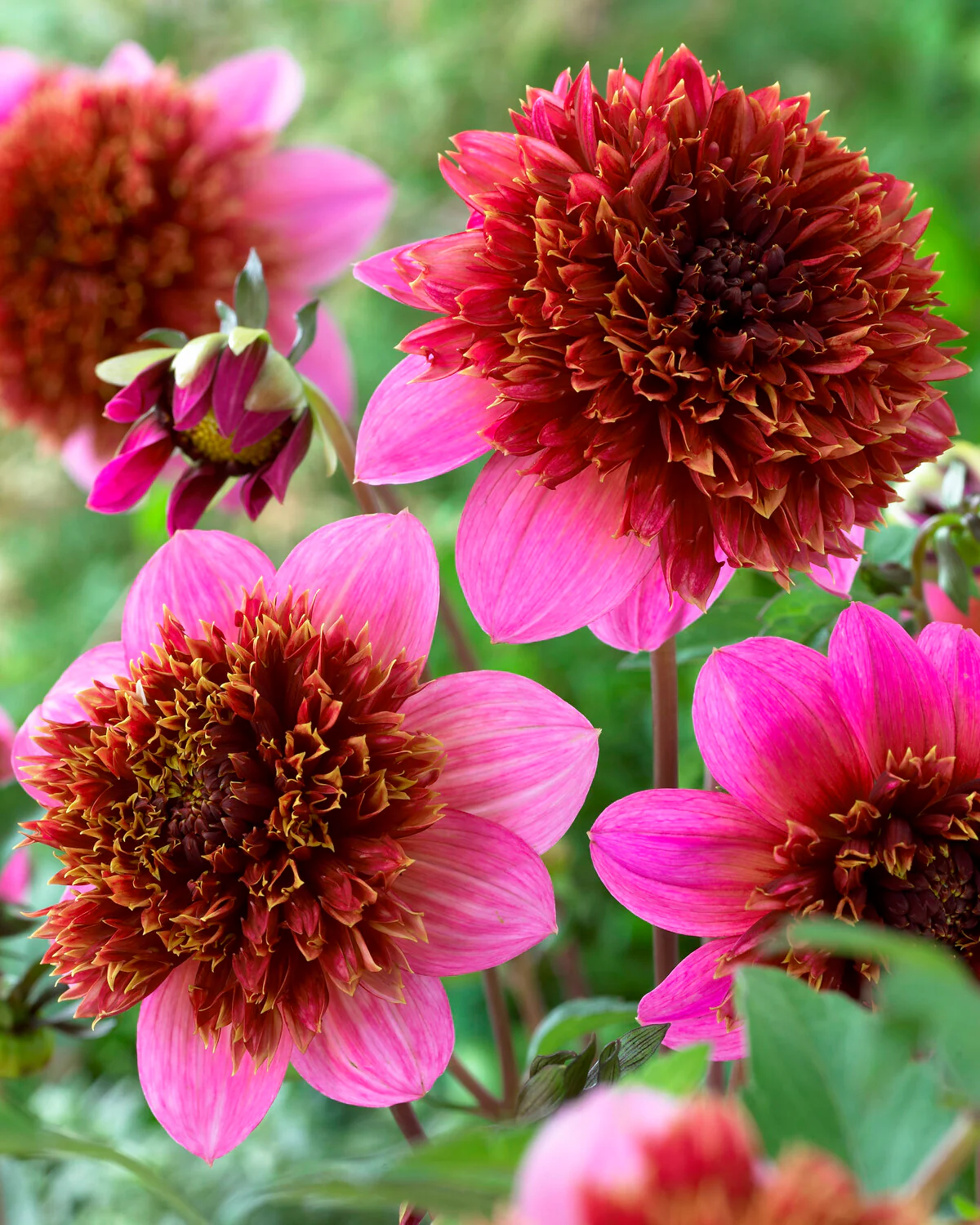 Dahlia 'The Phantom' - Image 2