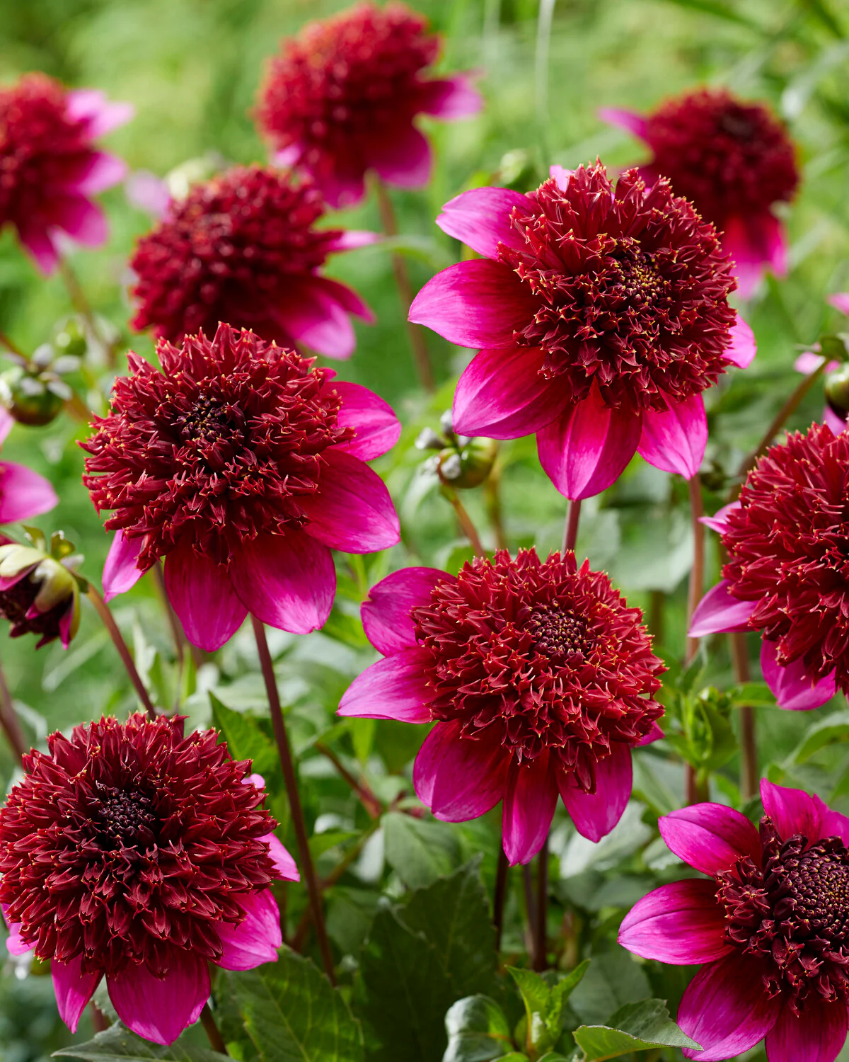 Dahlia 'The Phantom' - Image 3