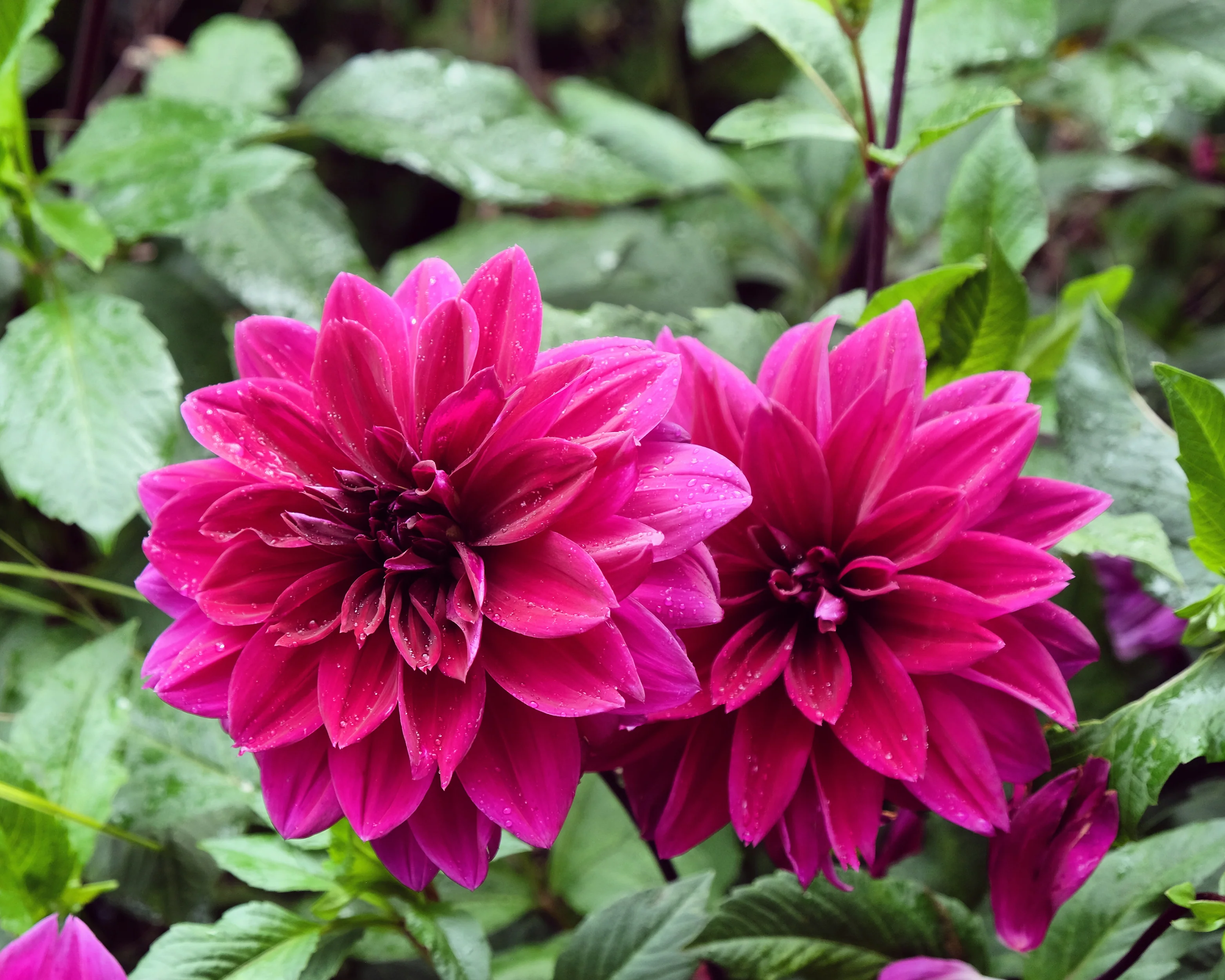 Dahlia 'Thomas A. Edison' - Image 3