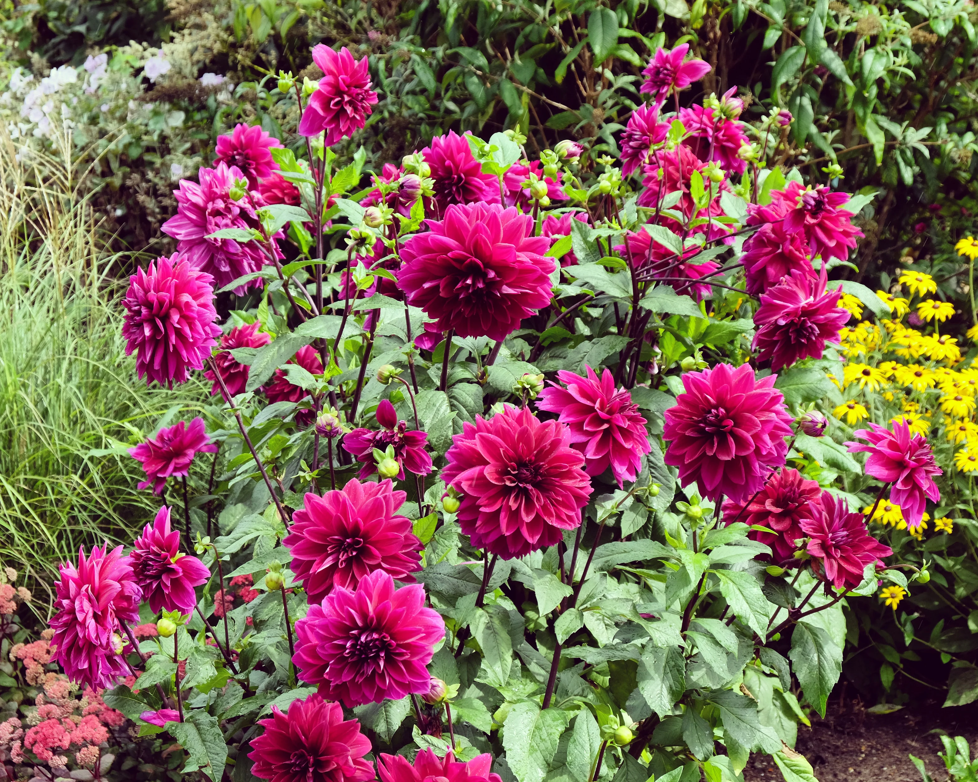 Dahlia 'Thomas A. Edison' - Image 4