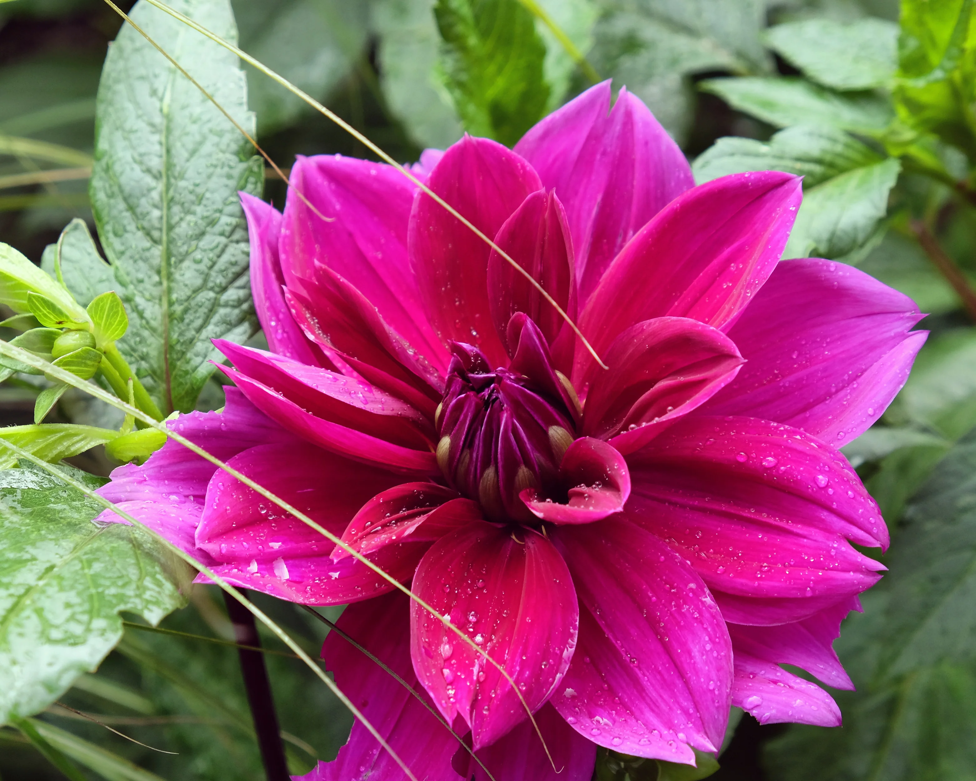 Dahlia 'Thomas A. Edison' - Image 6