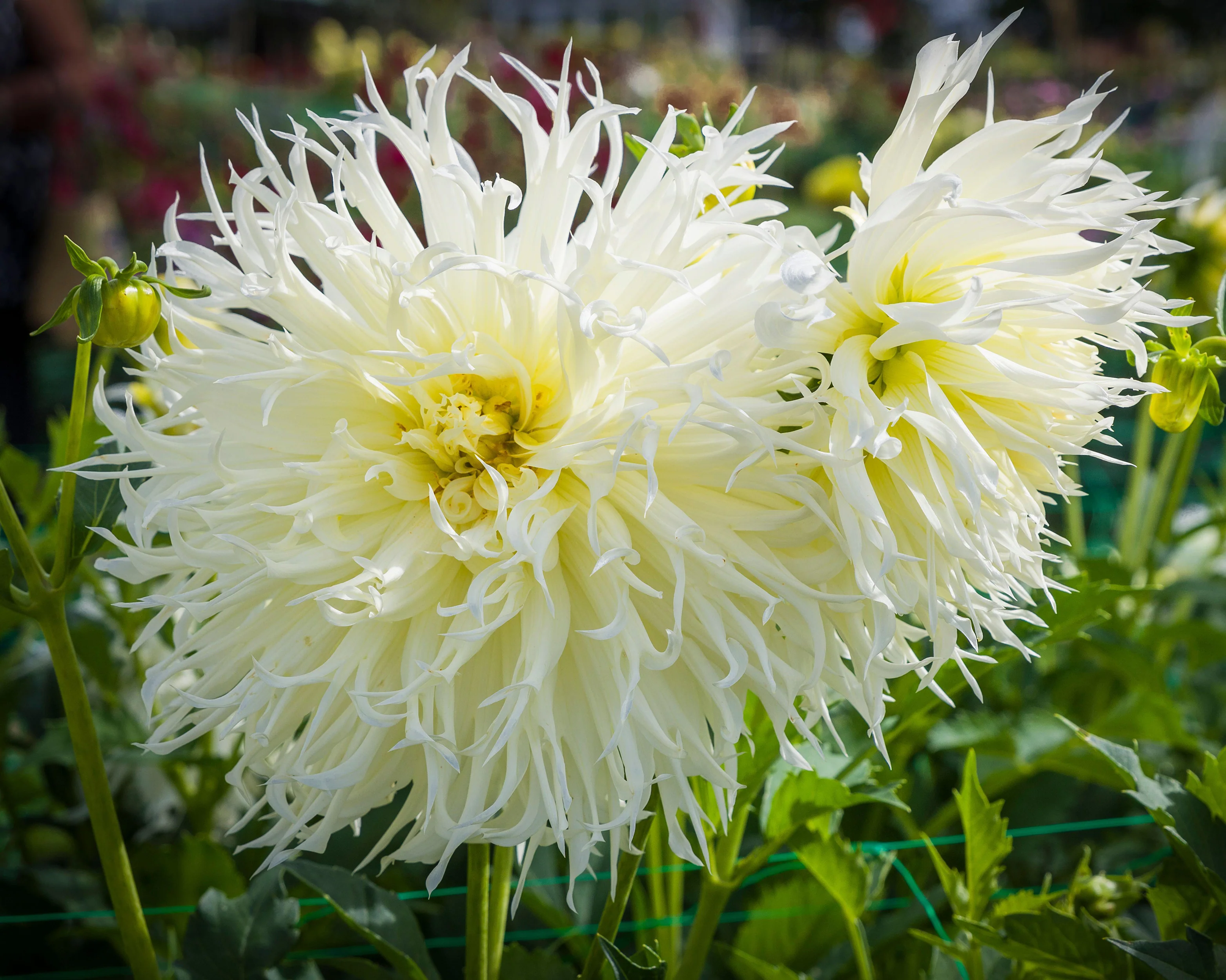 Dahlia 'Tsuki-yori-no-shisha' - Image 4