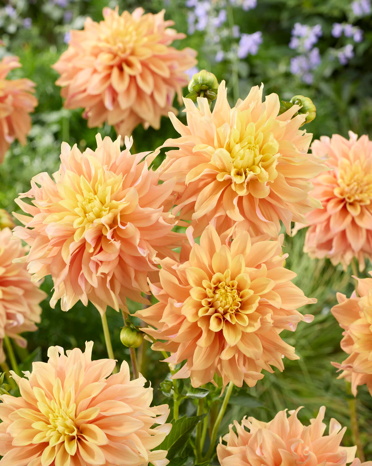 Dahlia 'Tyrell' - Image 4