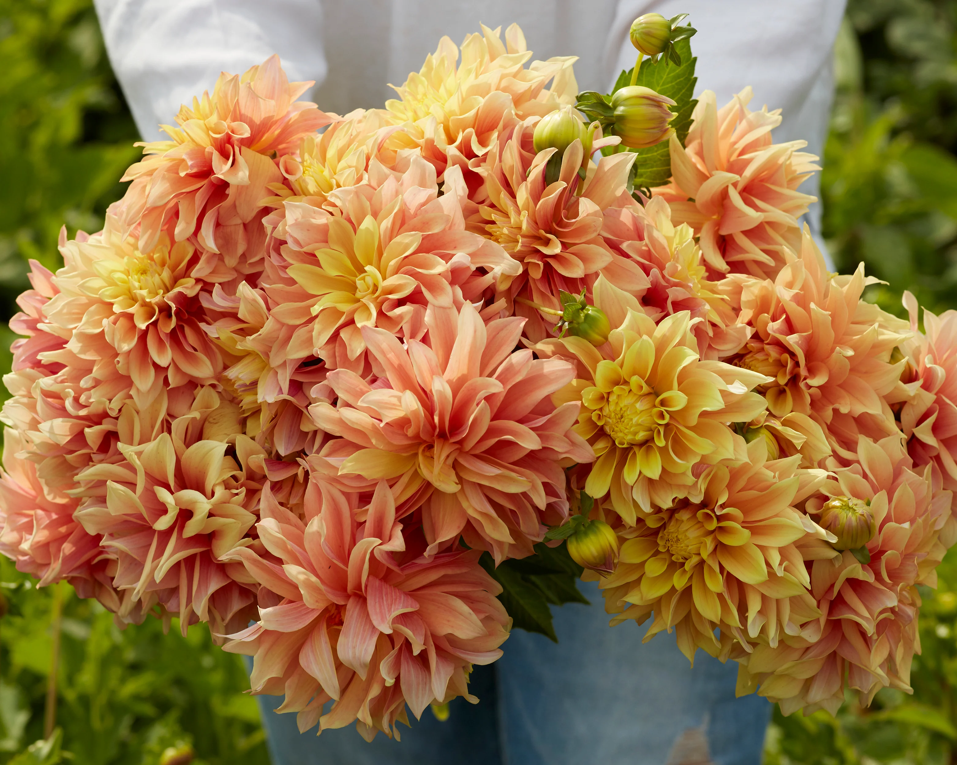 Dahlia 'Tyrell' - Image 5