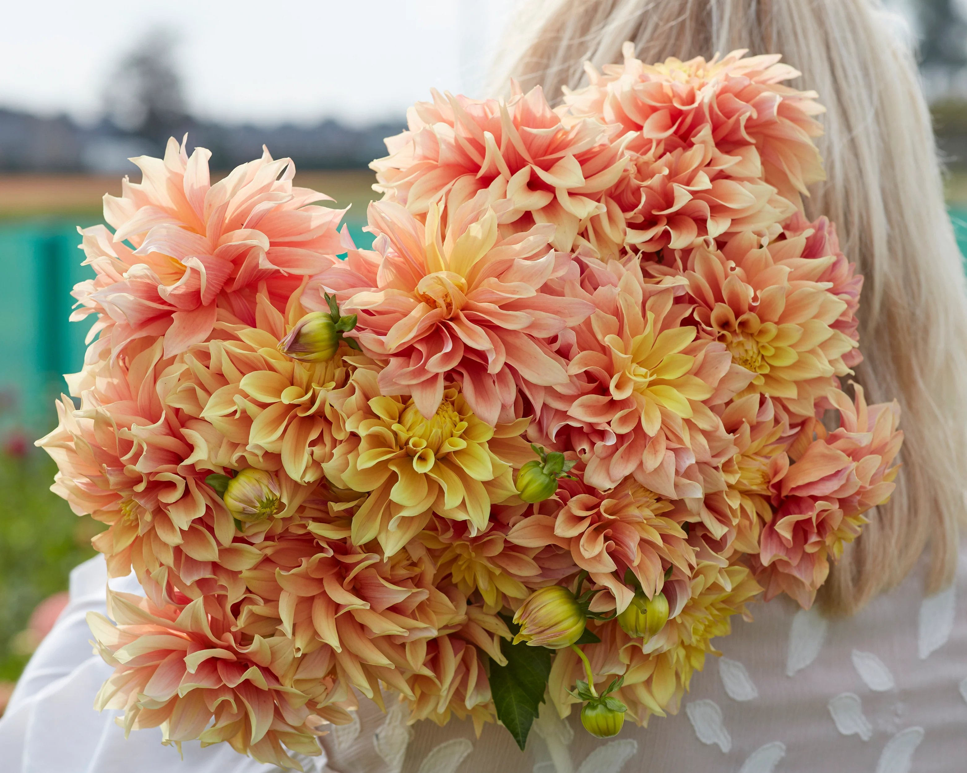 Dahlia 'Tyrell' - Image 6