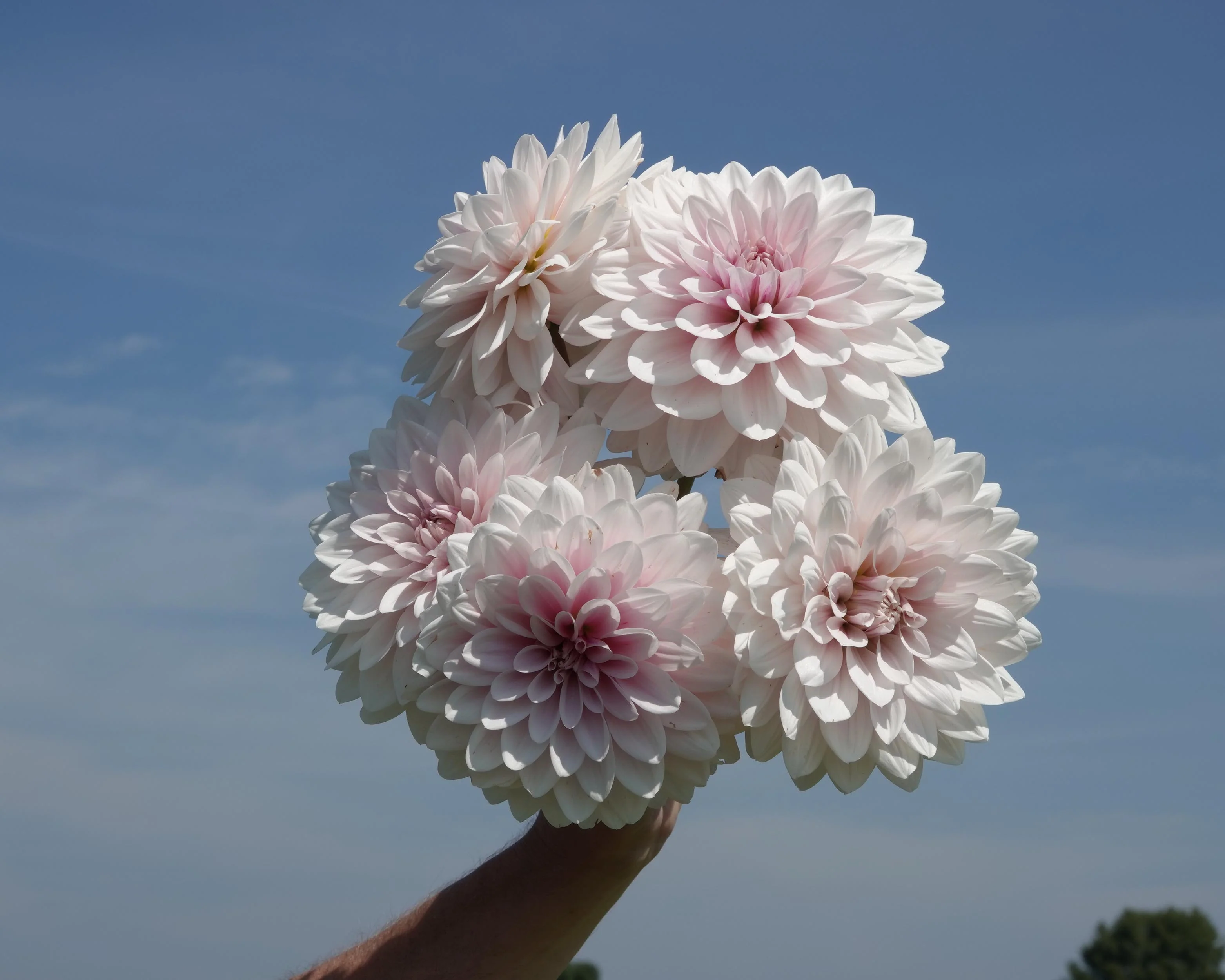 Dahlia 'Valente' - Image 5