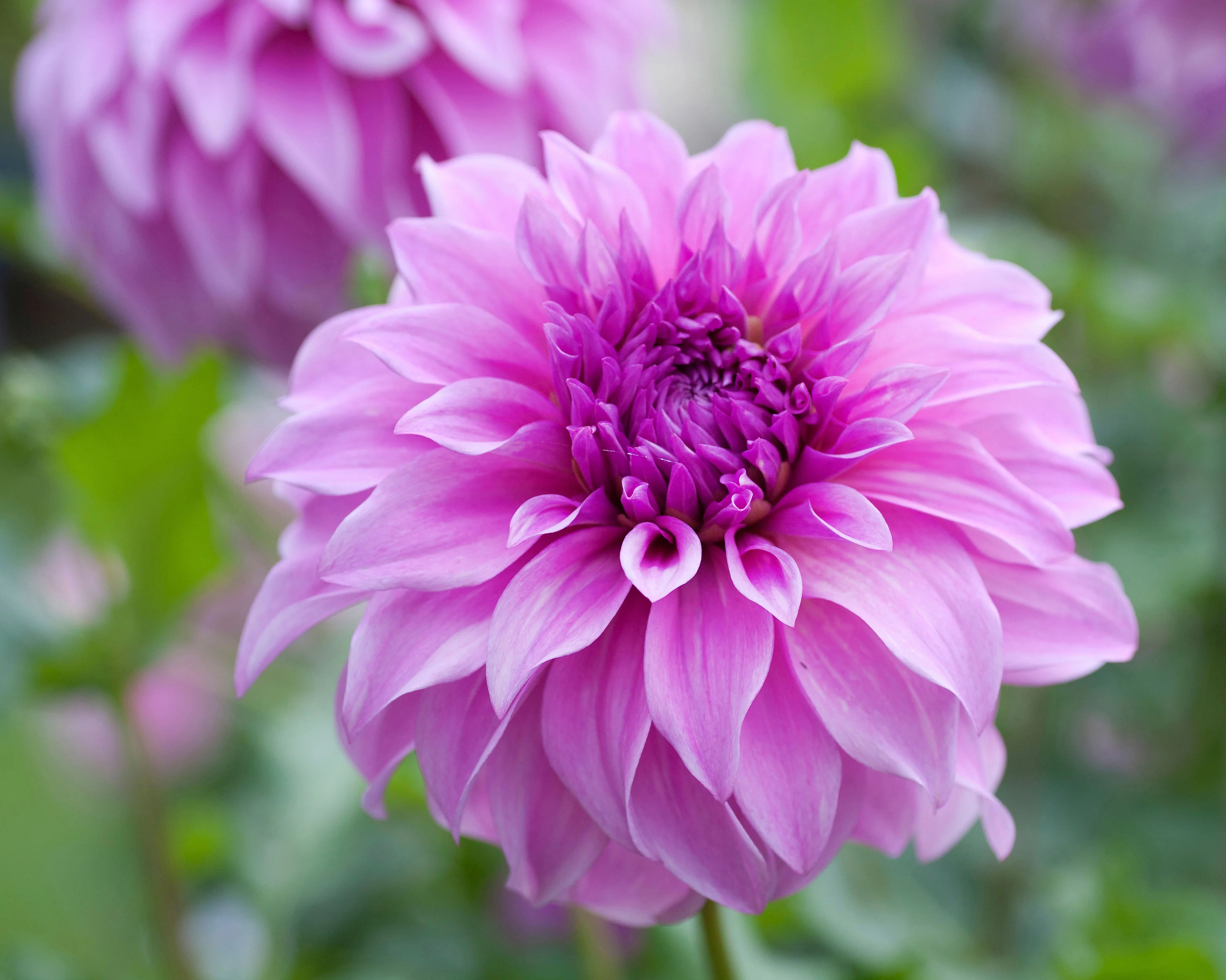 Dahlia 'Vassio Meggos' - Image 10