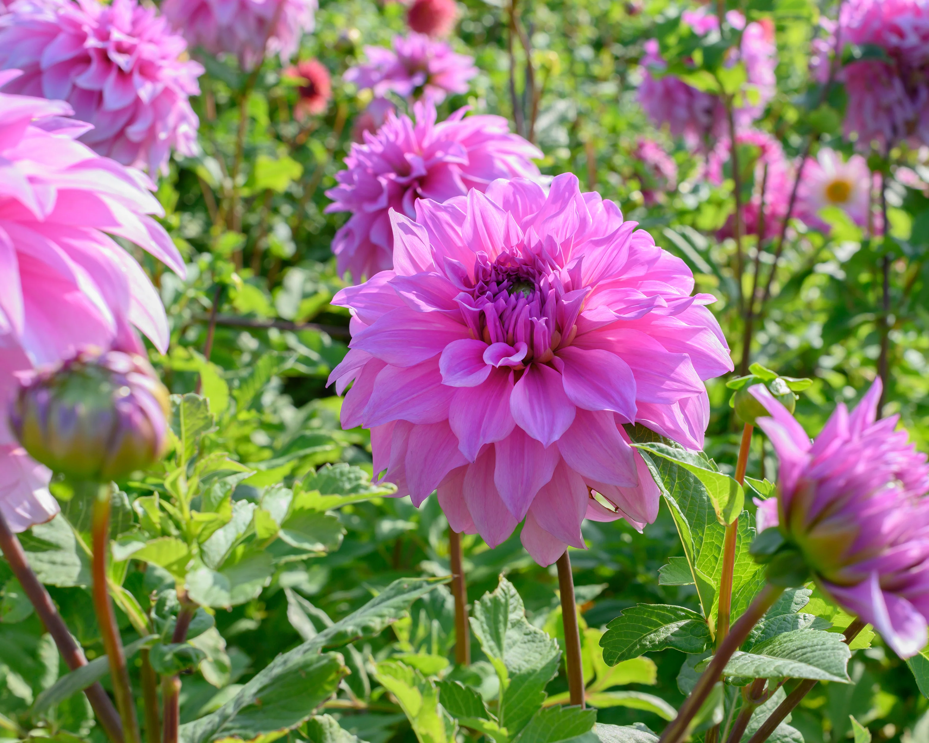 Dahlia 'Vassio Meggos' - Image 2