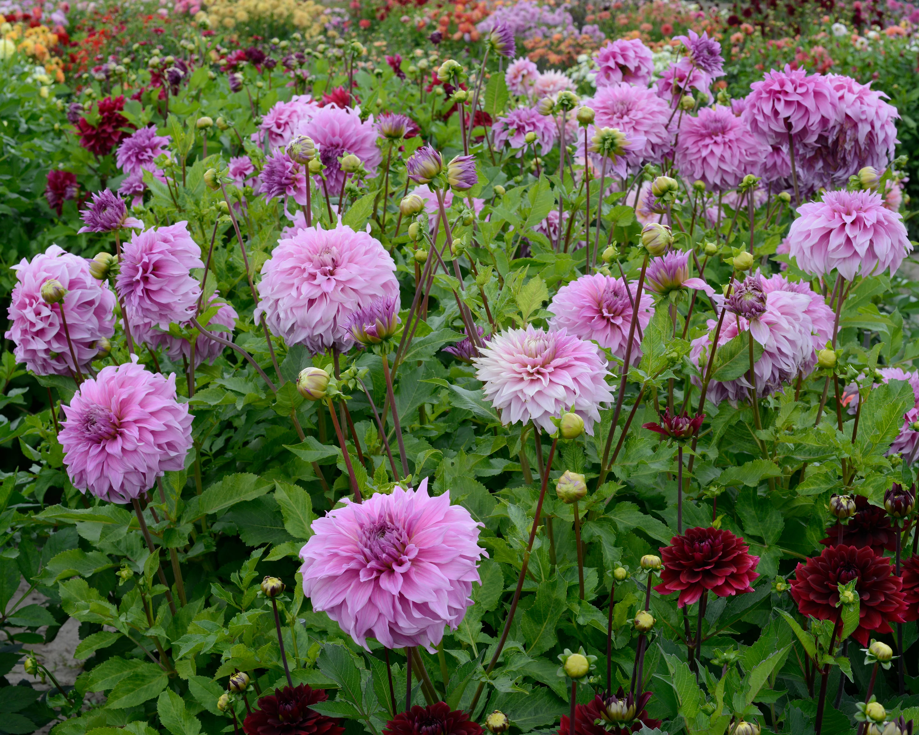 Dahlia 'Vassio Meggos' - Image 3