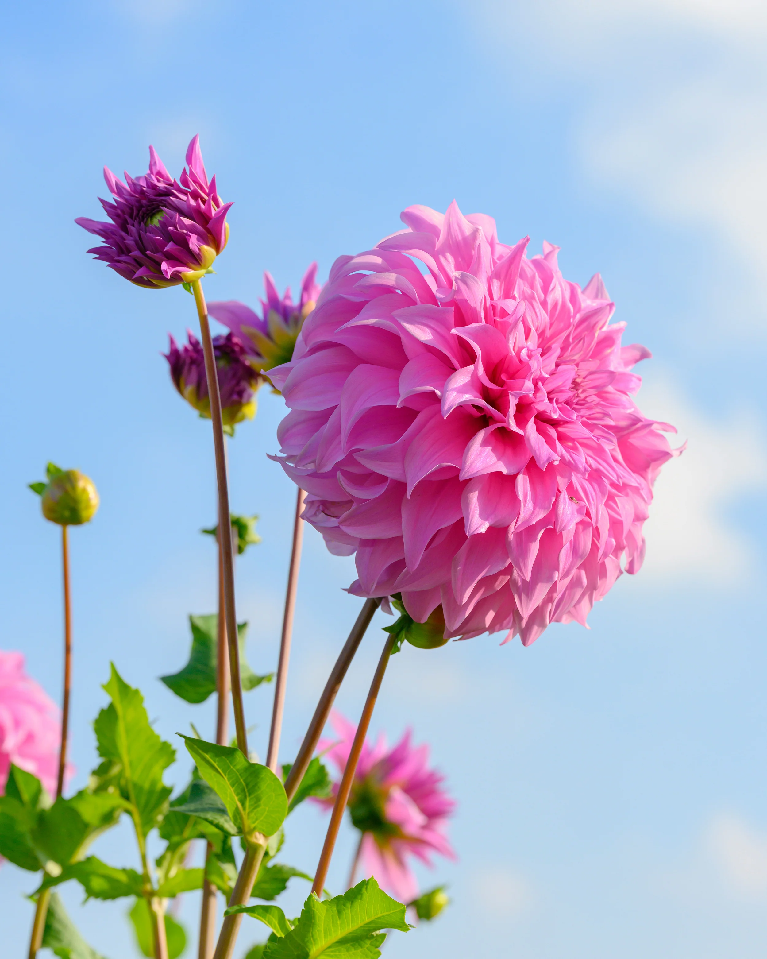 Dahlia 'Vassio Meggos' - Image 5