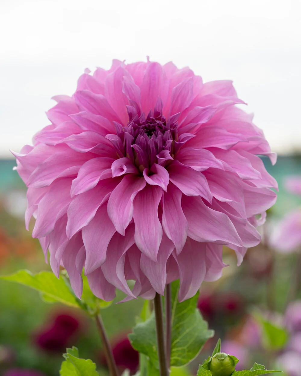 Dahlia 'Vassio Meggos' - Image 8