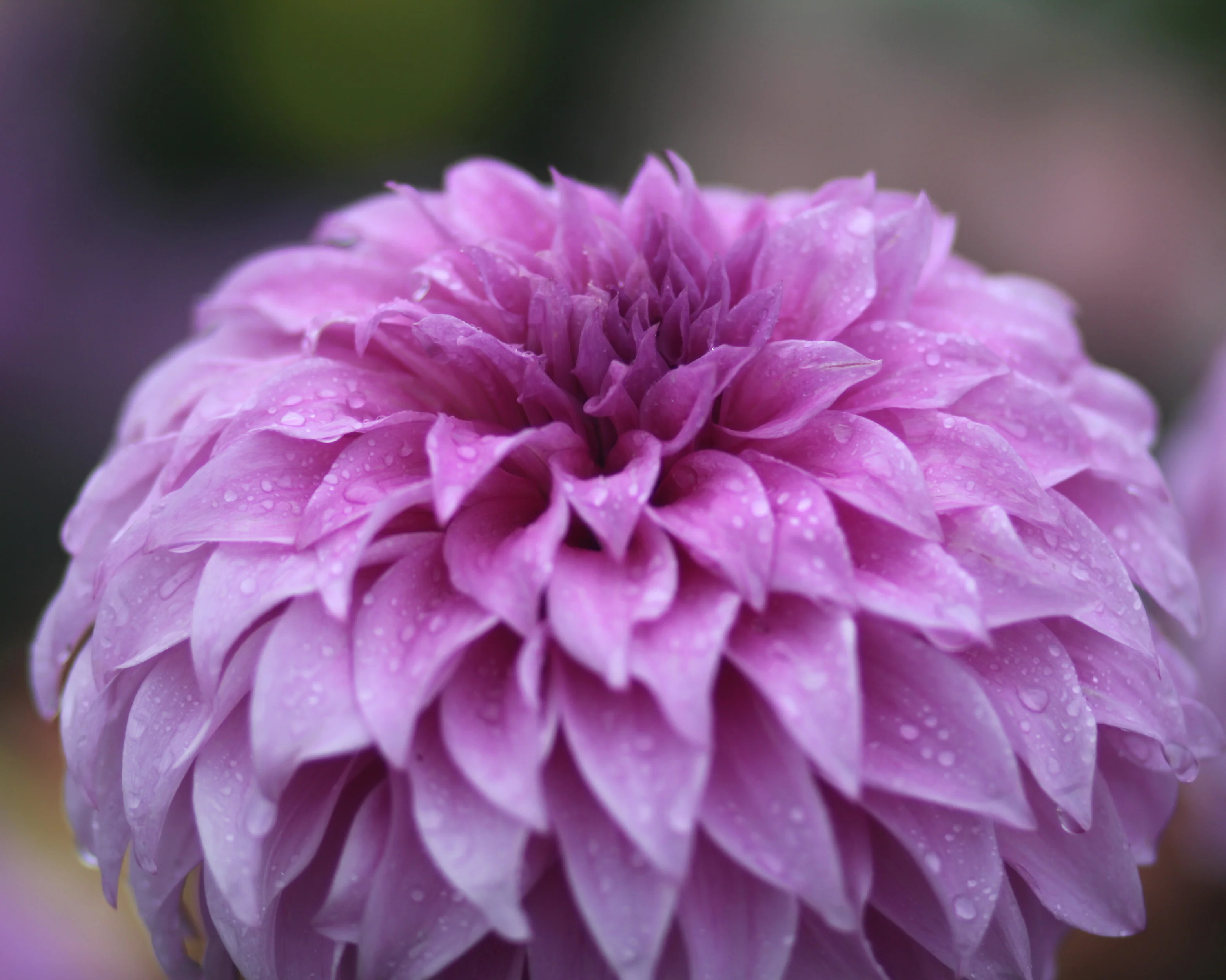Dahlia 'Vassio Meggos' - Image 9
