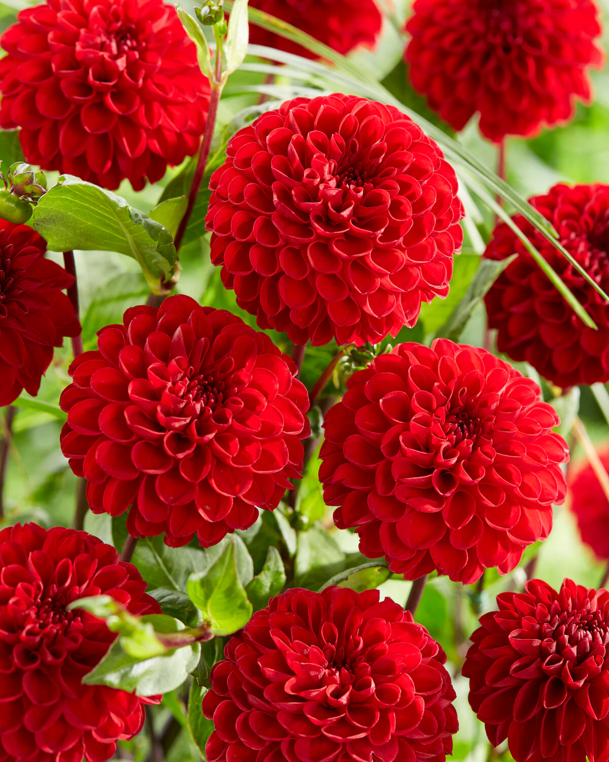 Dahlia 'Viking' - Image 3