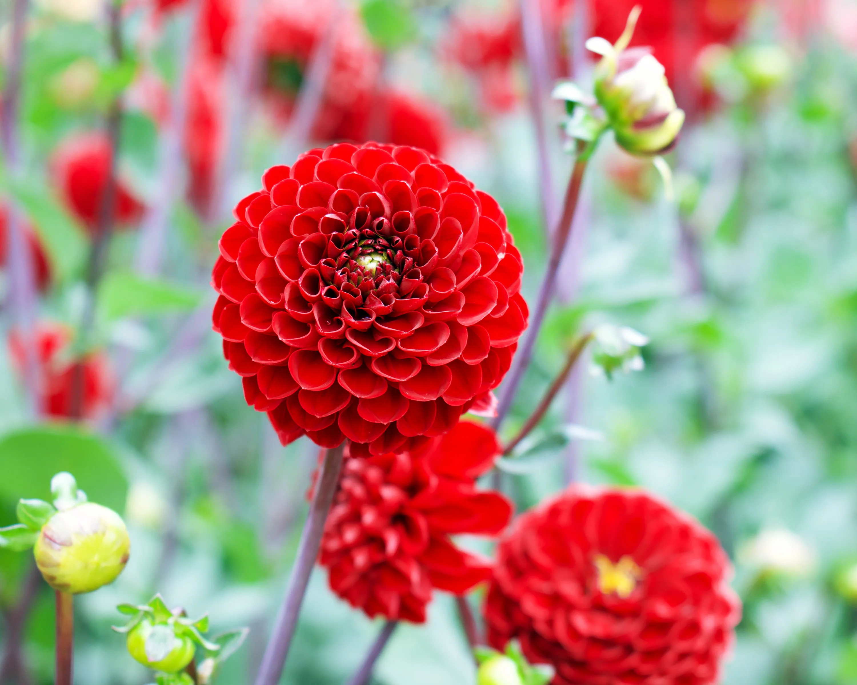Dahlia 'Viking' - Image 4