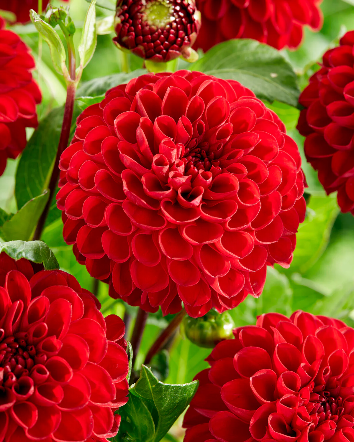 Dahlia 'Viking' - Image 5