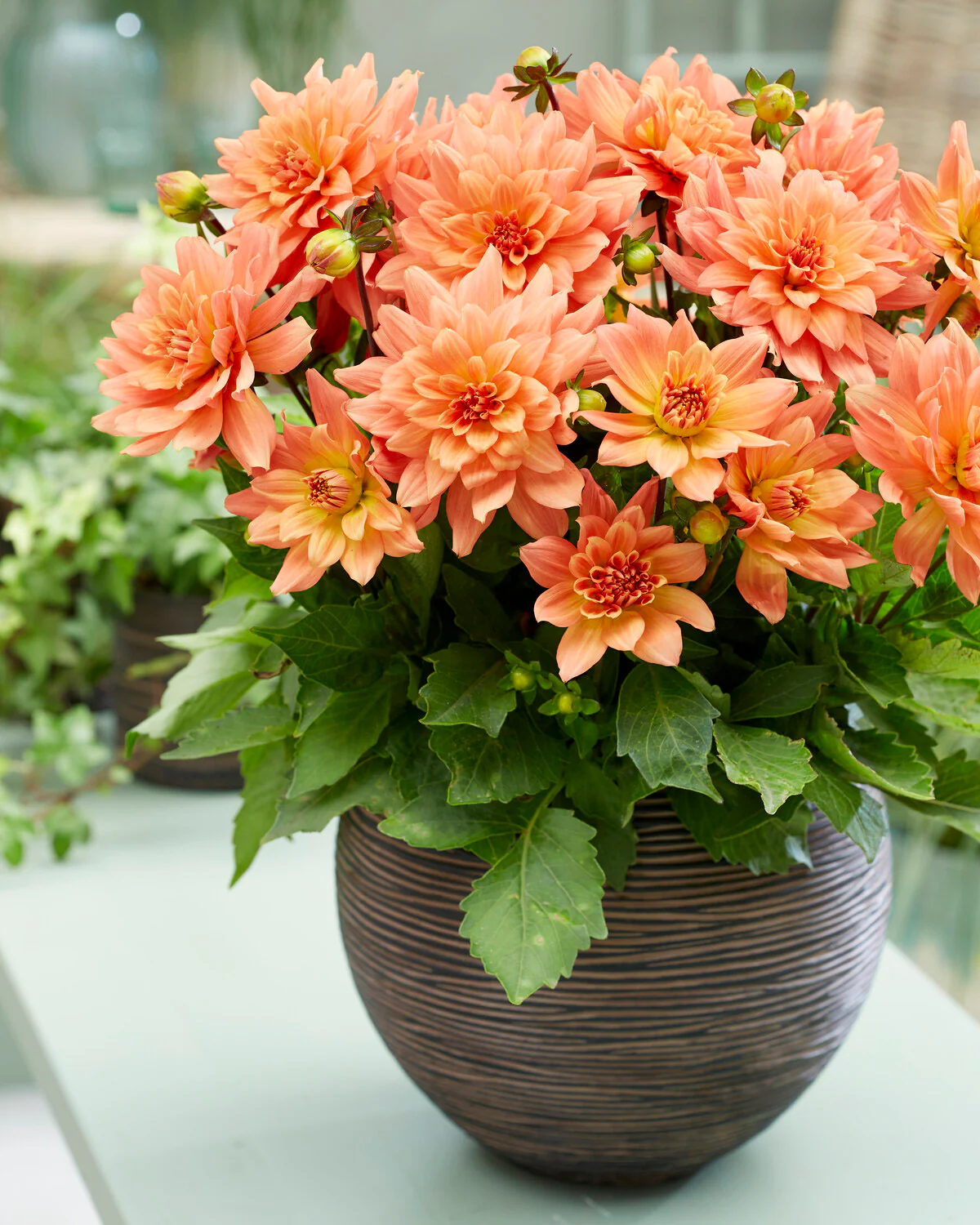 Dahlia 'Gallery Vincent' - Image 3