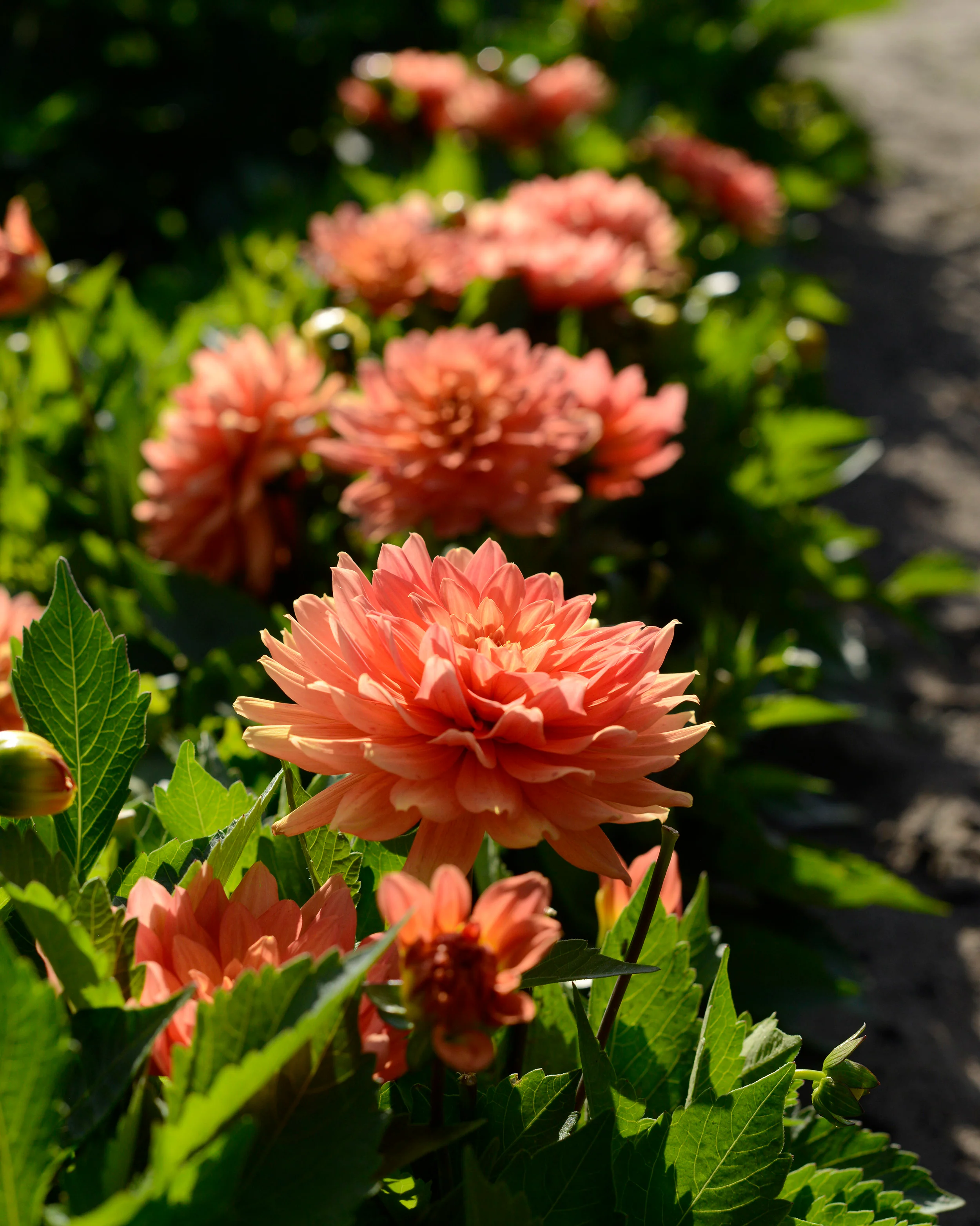 Dahlia 'Gallery Vincent' - Image 4