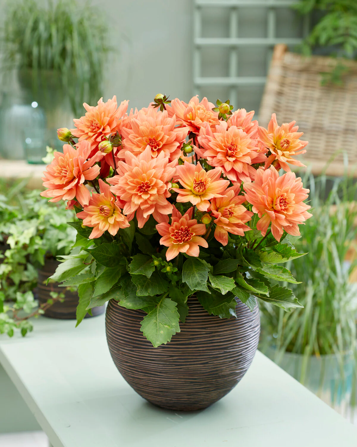 Dahlia 'Gallery Vincent' - Image 5