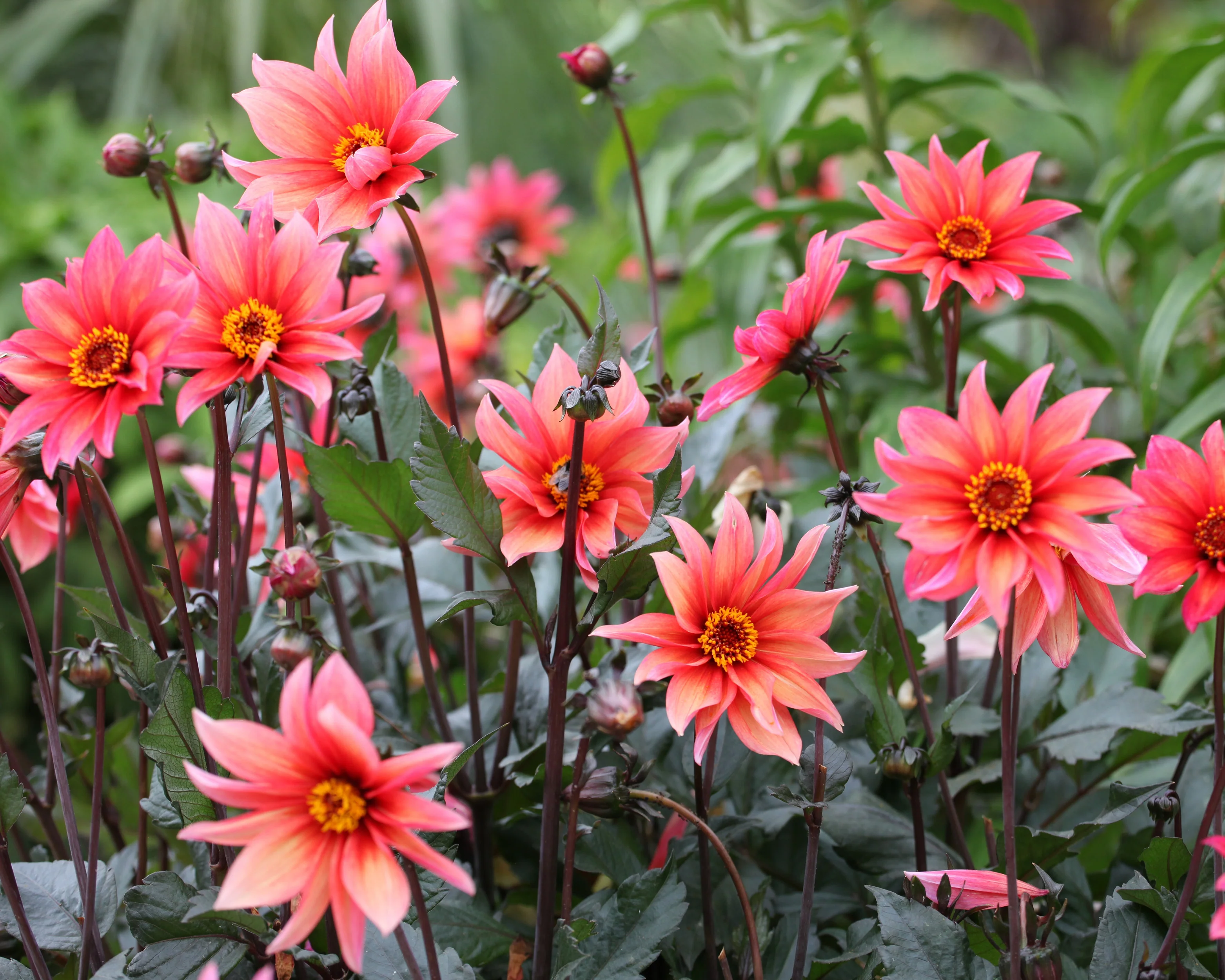 Dahlia 'Waltzing Mathilda' - Image 4