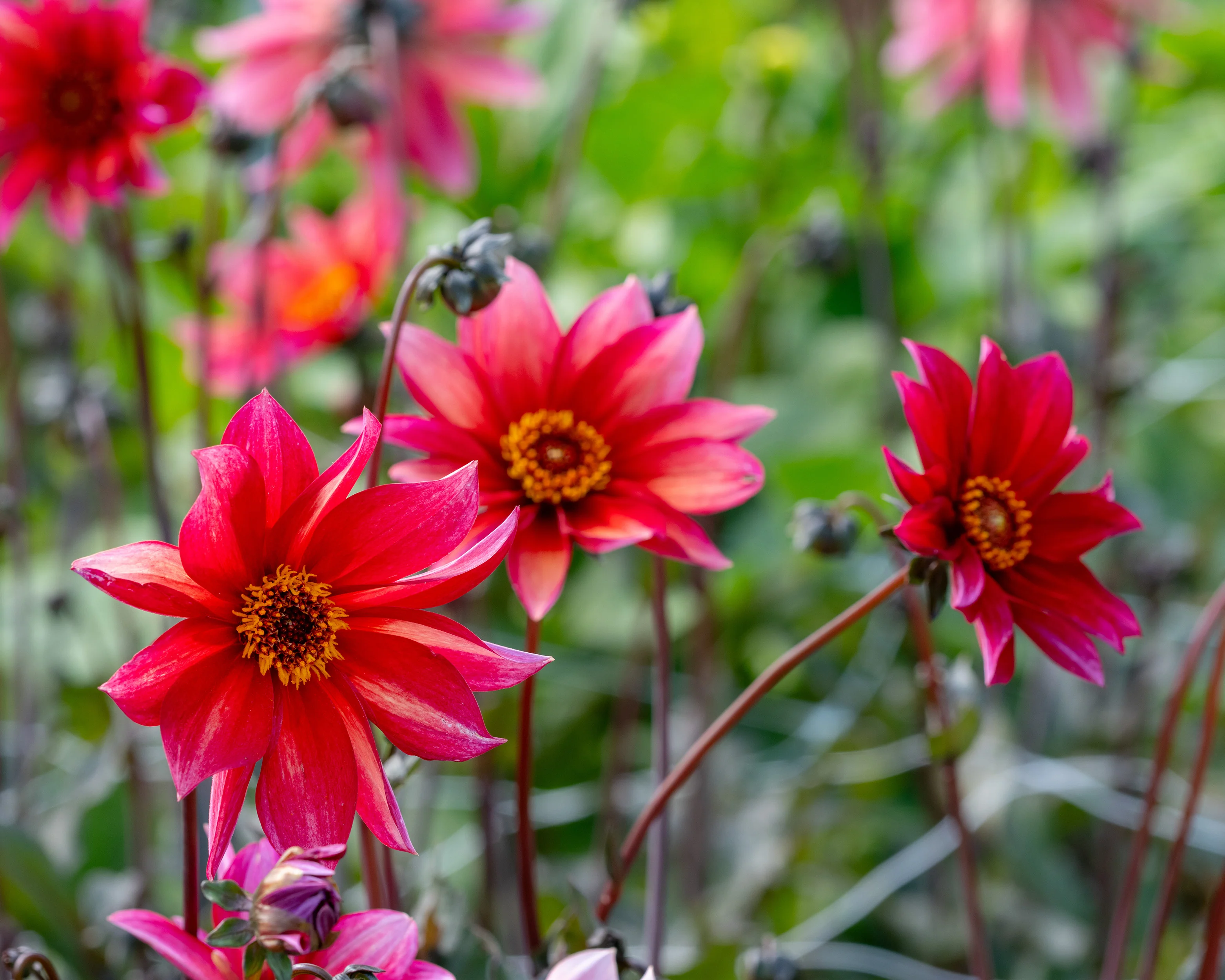 Dahlia 'Waltzing Mathilda' - Image 5