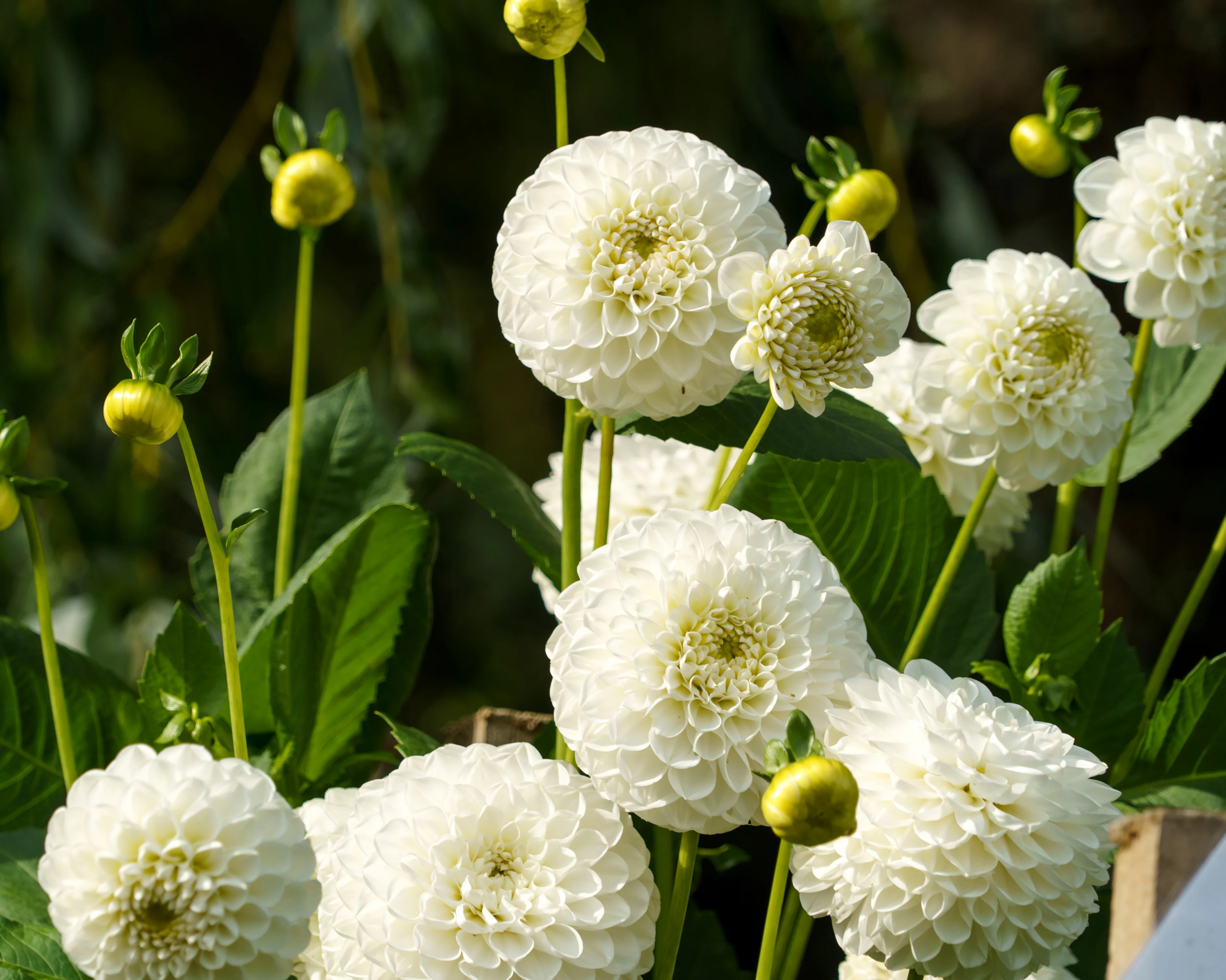 Dahlia 'White Aster' - Image 2