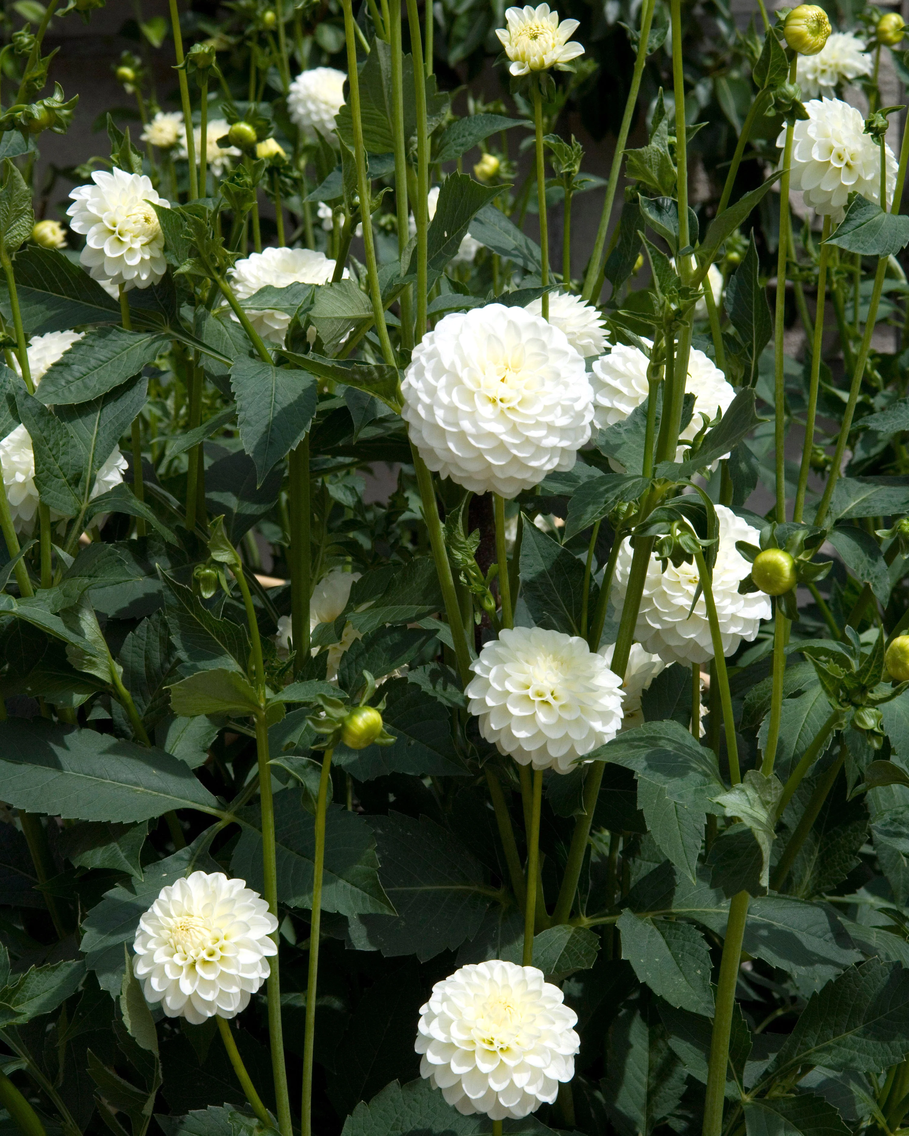 Dahlia 'White Aster' - Image 4