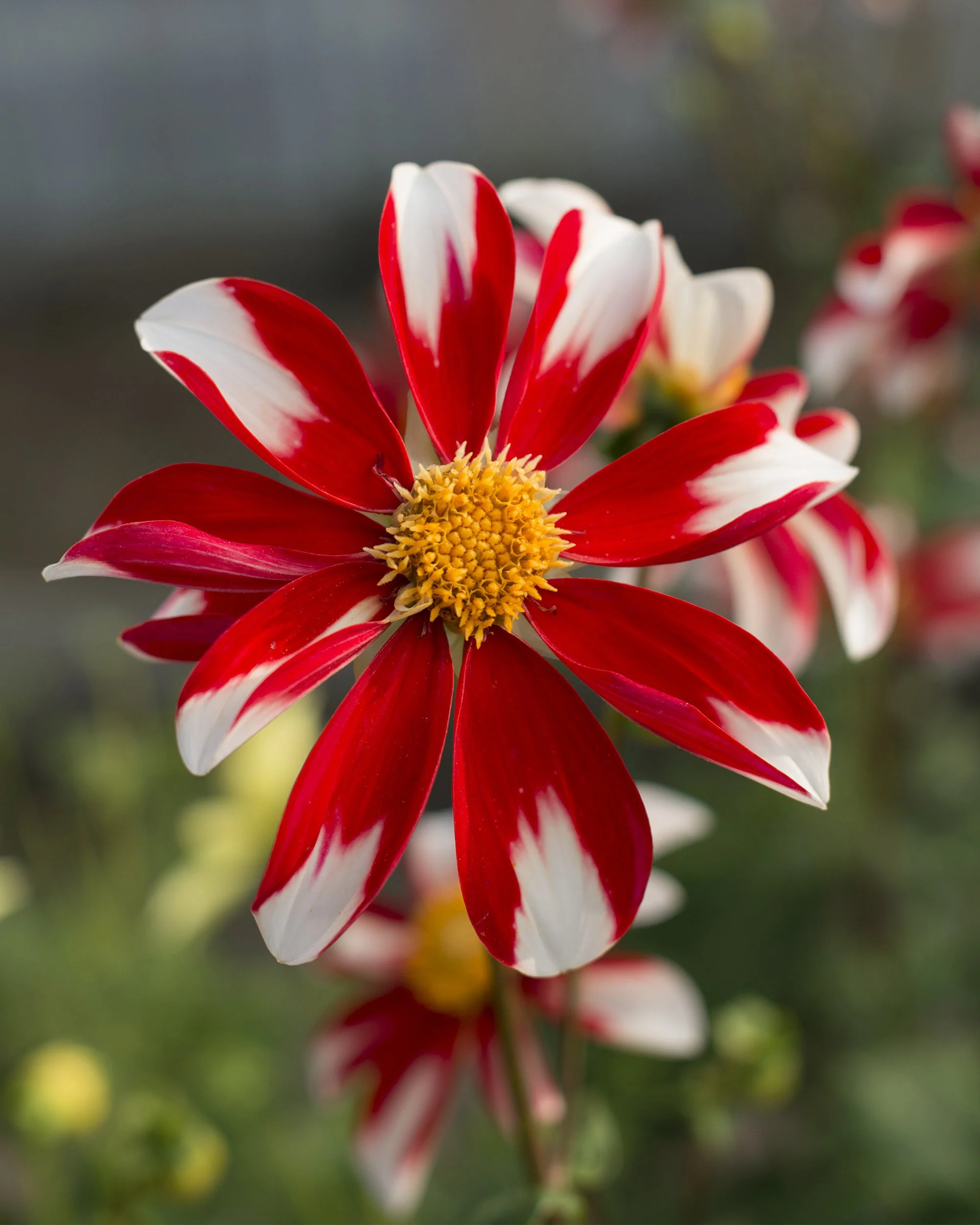 Dahlia 'Windmill' - Image 3
