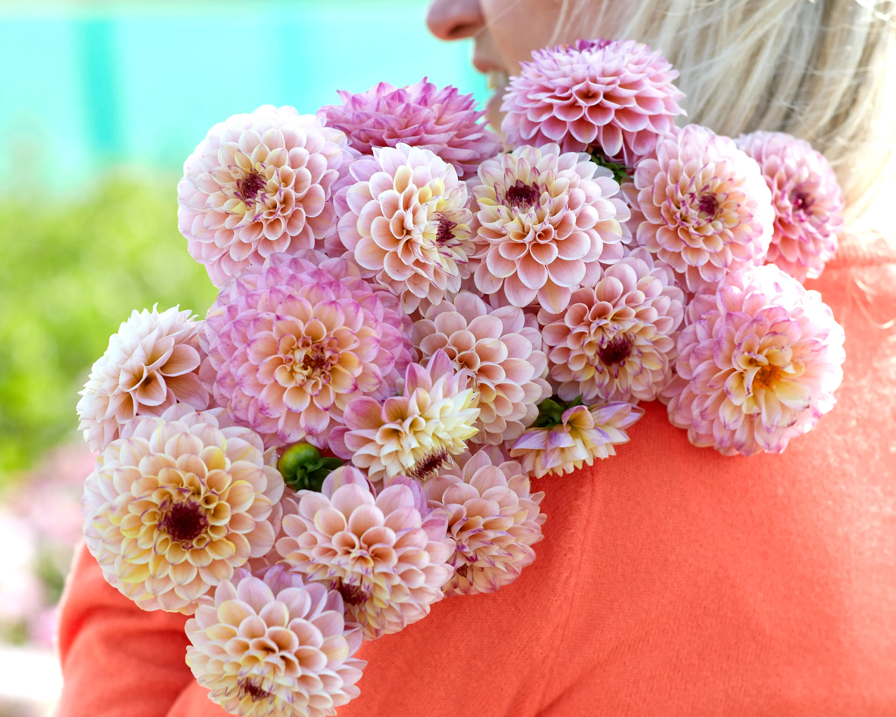 Dahlia 'Wine Eyed Jill' - Image 4