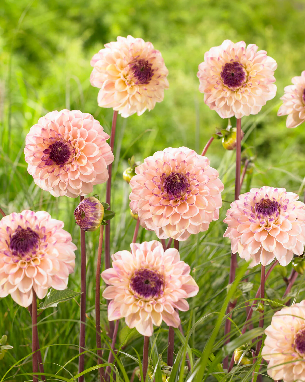 Dahlia 'Wine Eyed Jill' - Image 8