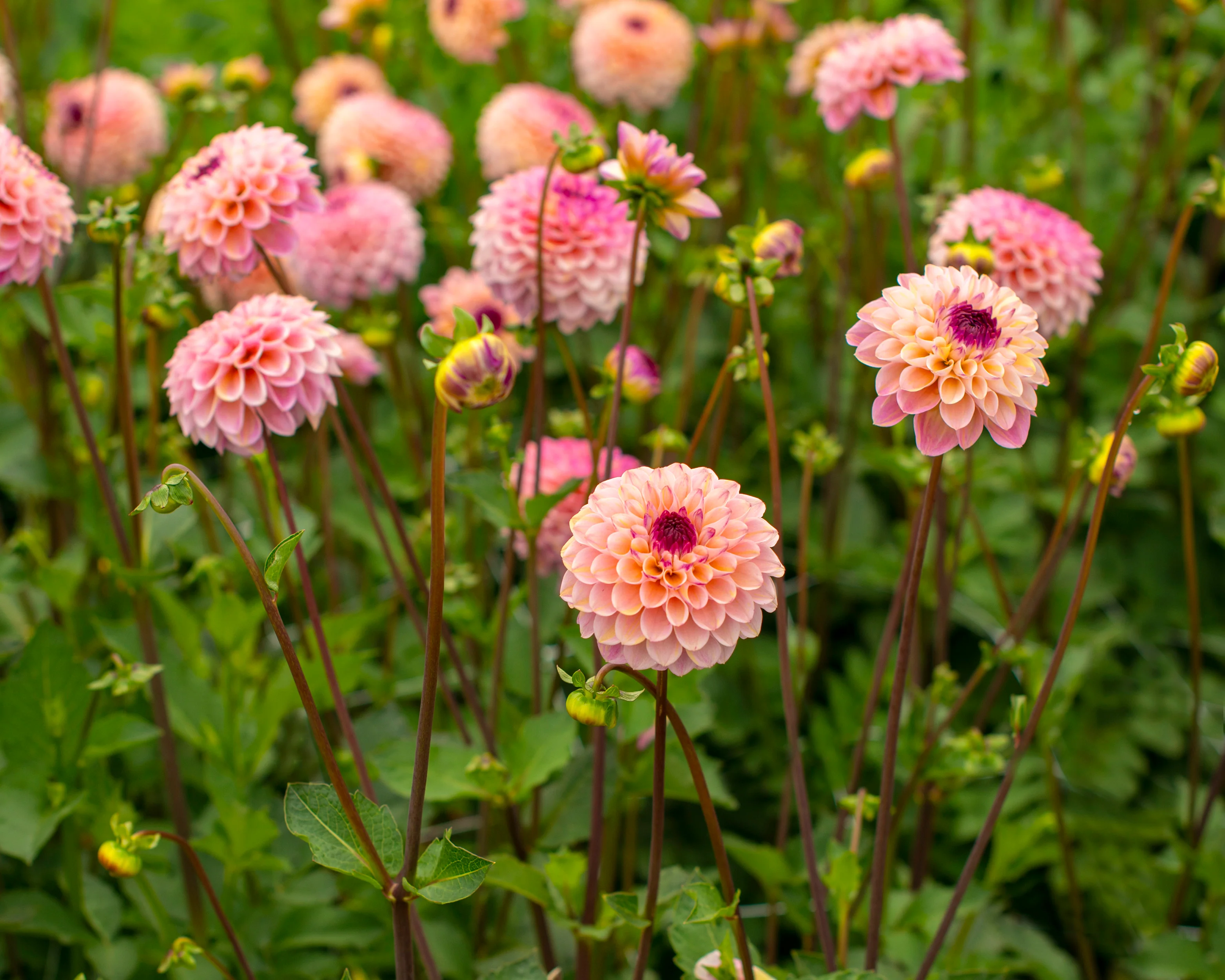 Dahlia 'Wine Eyed Jill' - Image 9