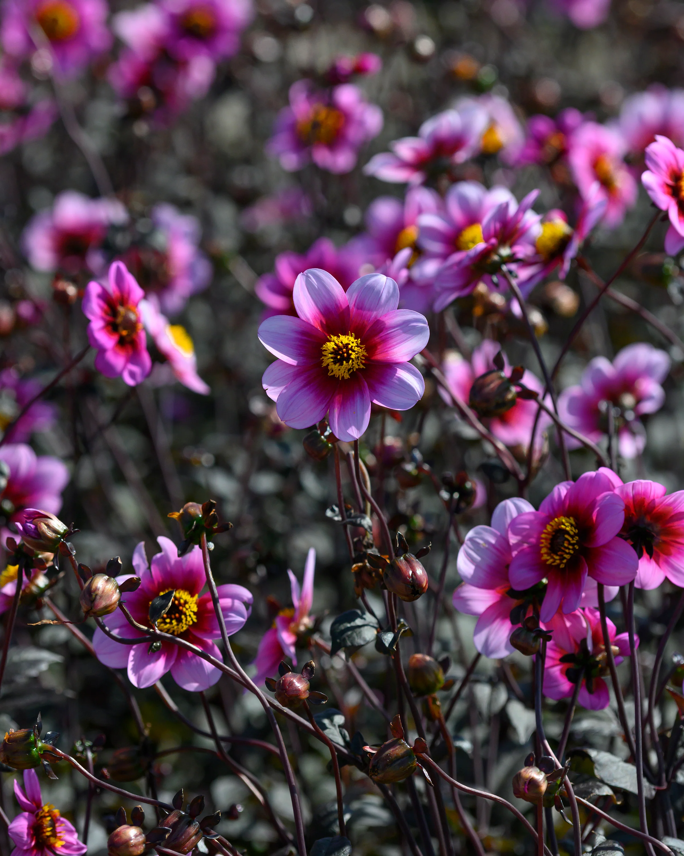 Dahlia 'Wishes n Dreams' - Image 7