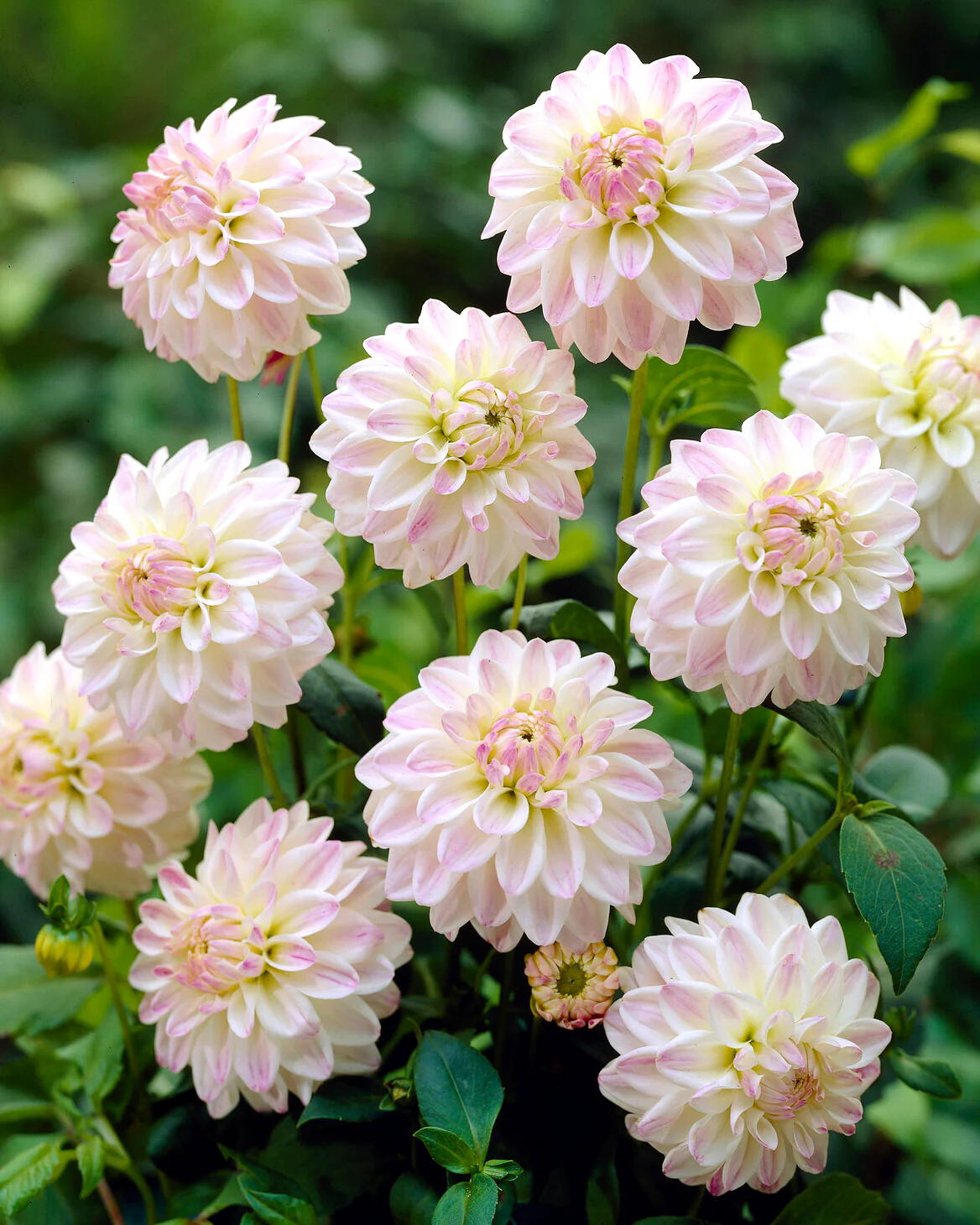 Dahlia 'Wittem' - Image 2