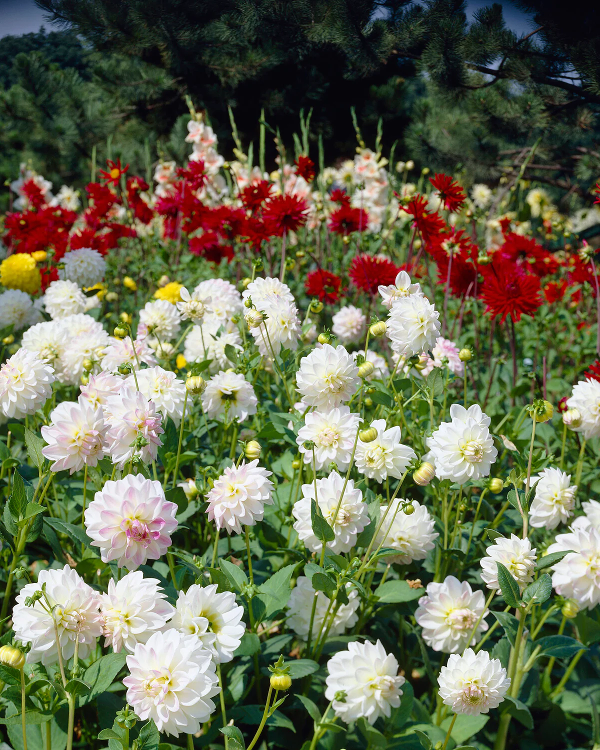 Dahlia 'Wittem' - Image 3