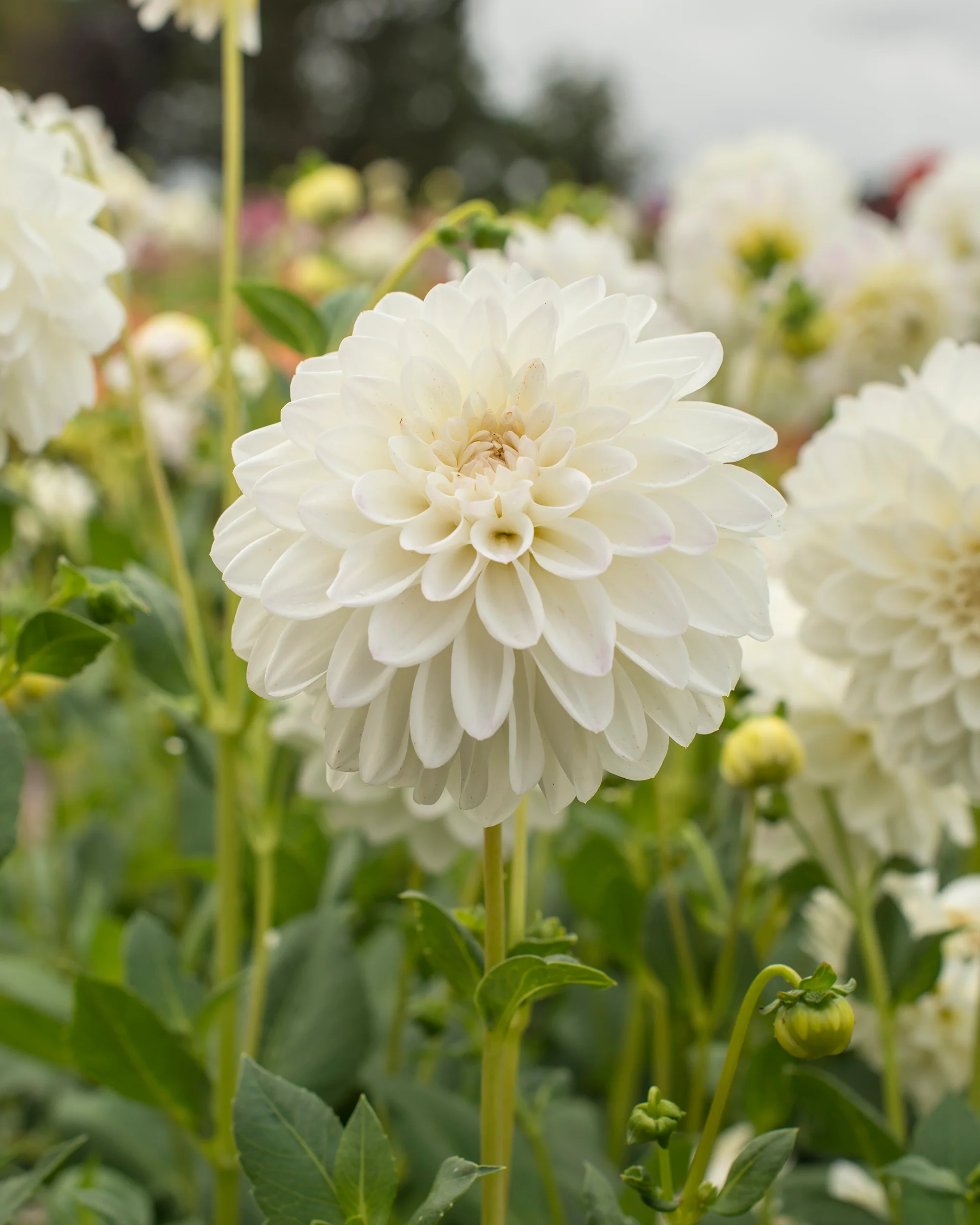 Dahlia 'Wittem' - Image 5