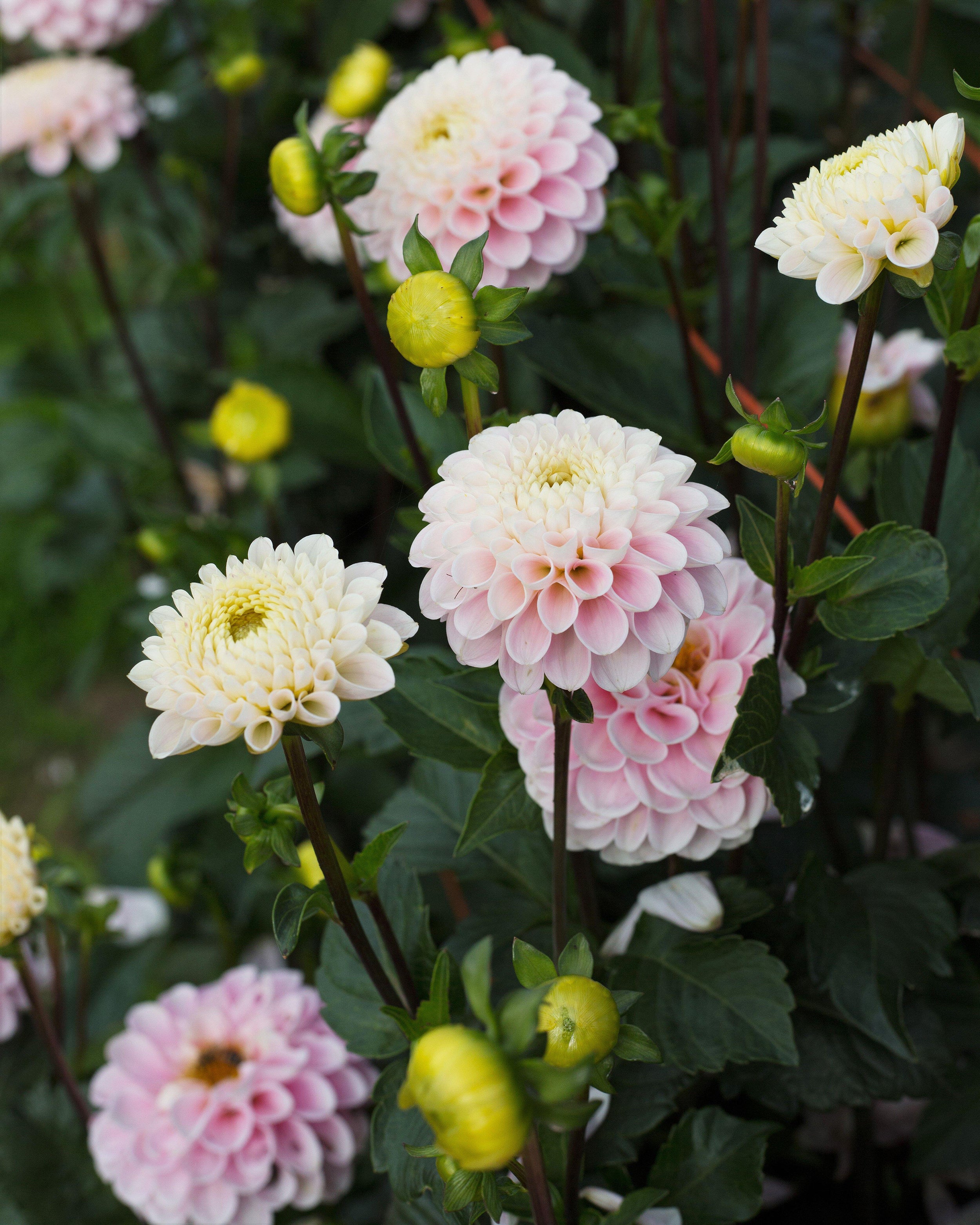 Dahlia 'Wizard of Oz' - Image 10