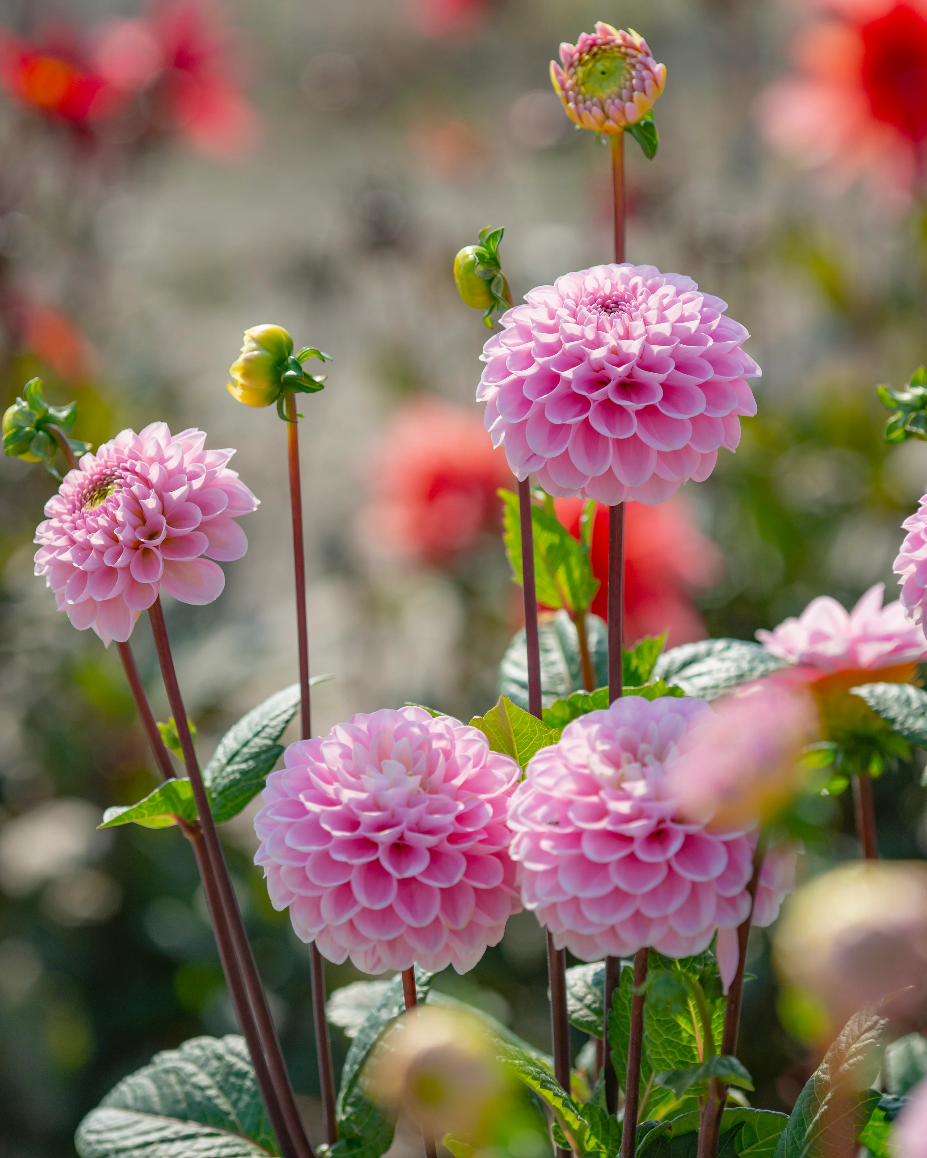 Dahlia 'Wizard of Oz' - Image 5