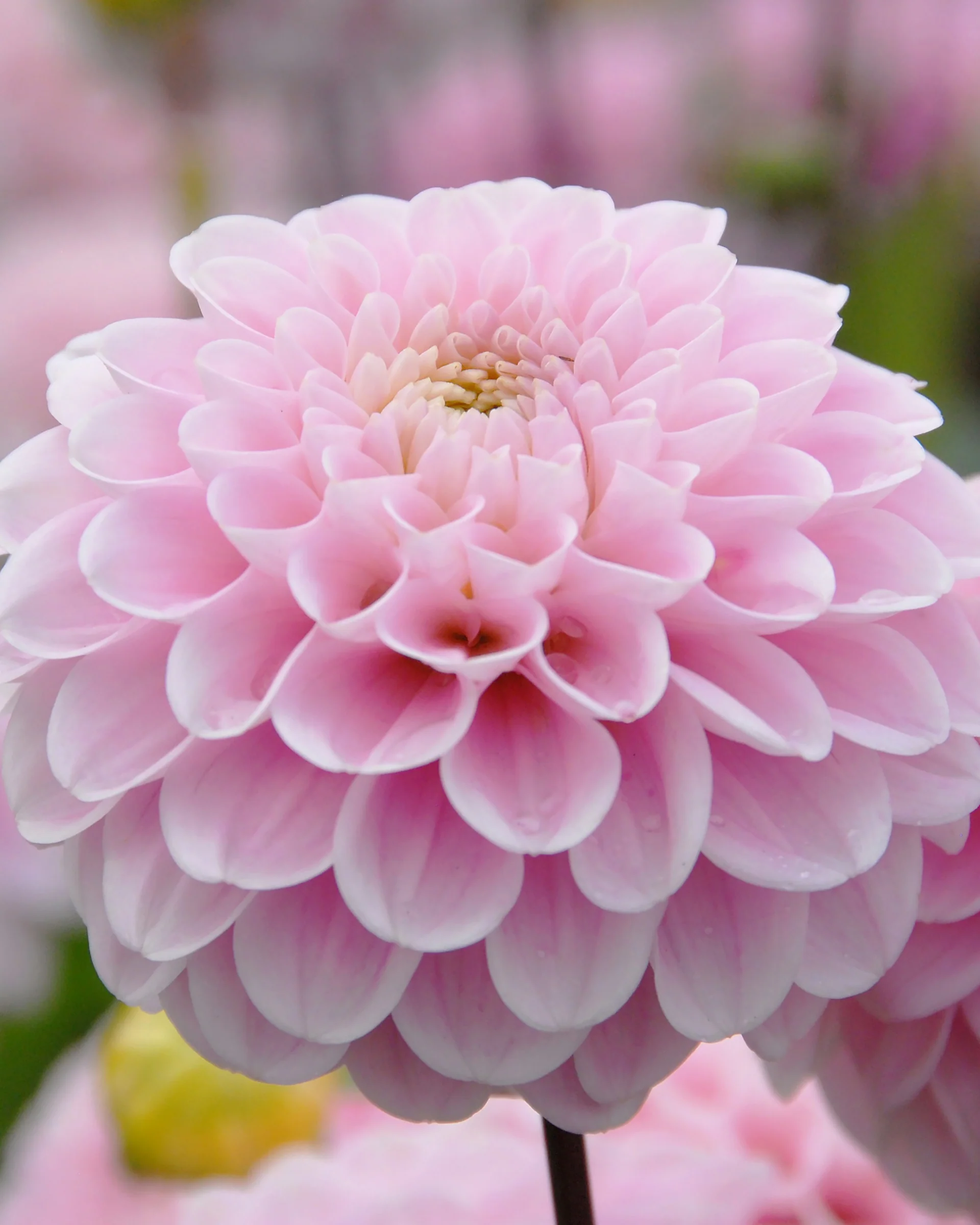 Dahlia 'Wizard of Oz' - Image 8