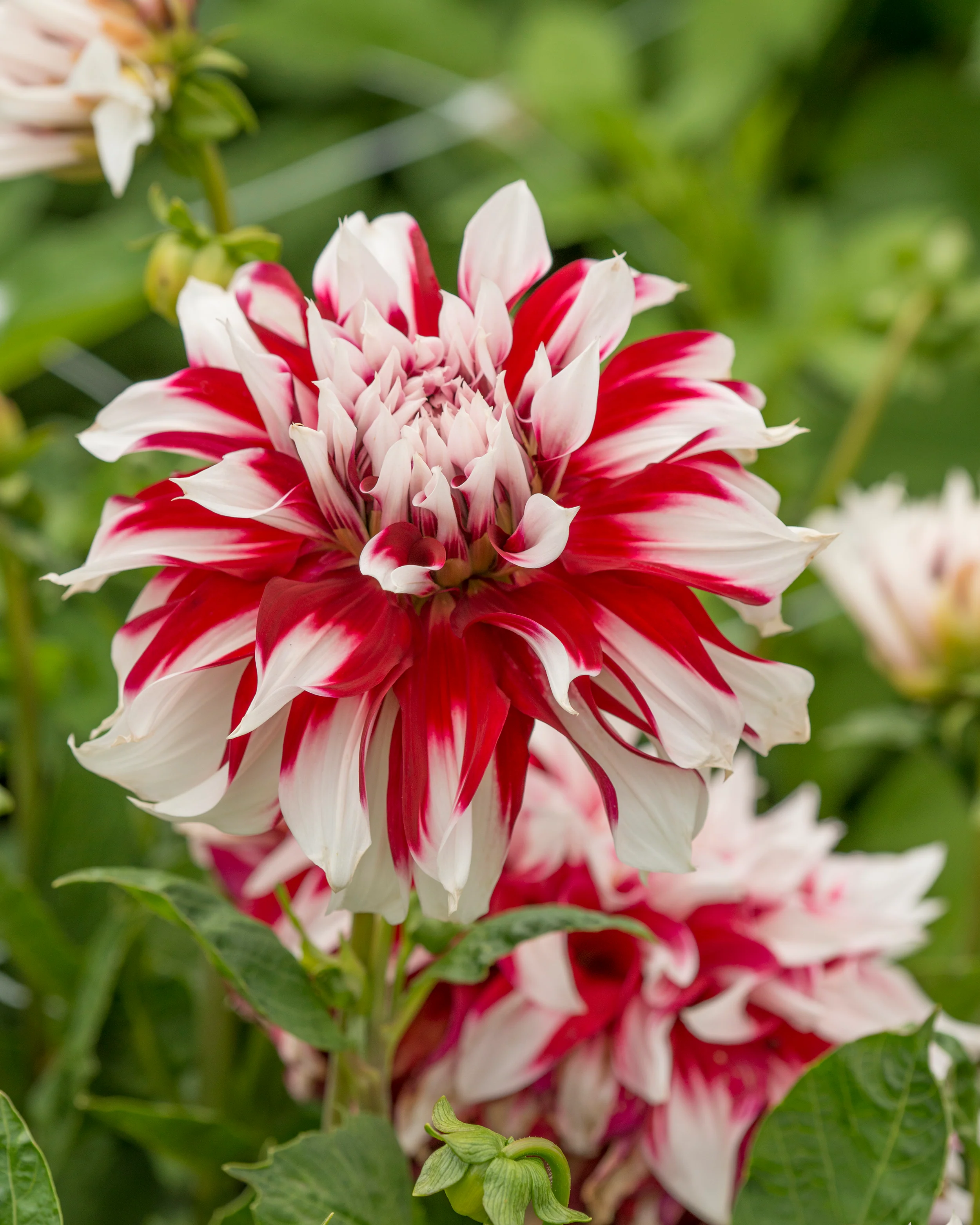 Dahlia 'X Factor' - Image 3