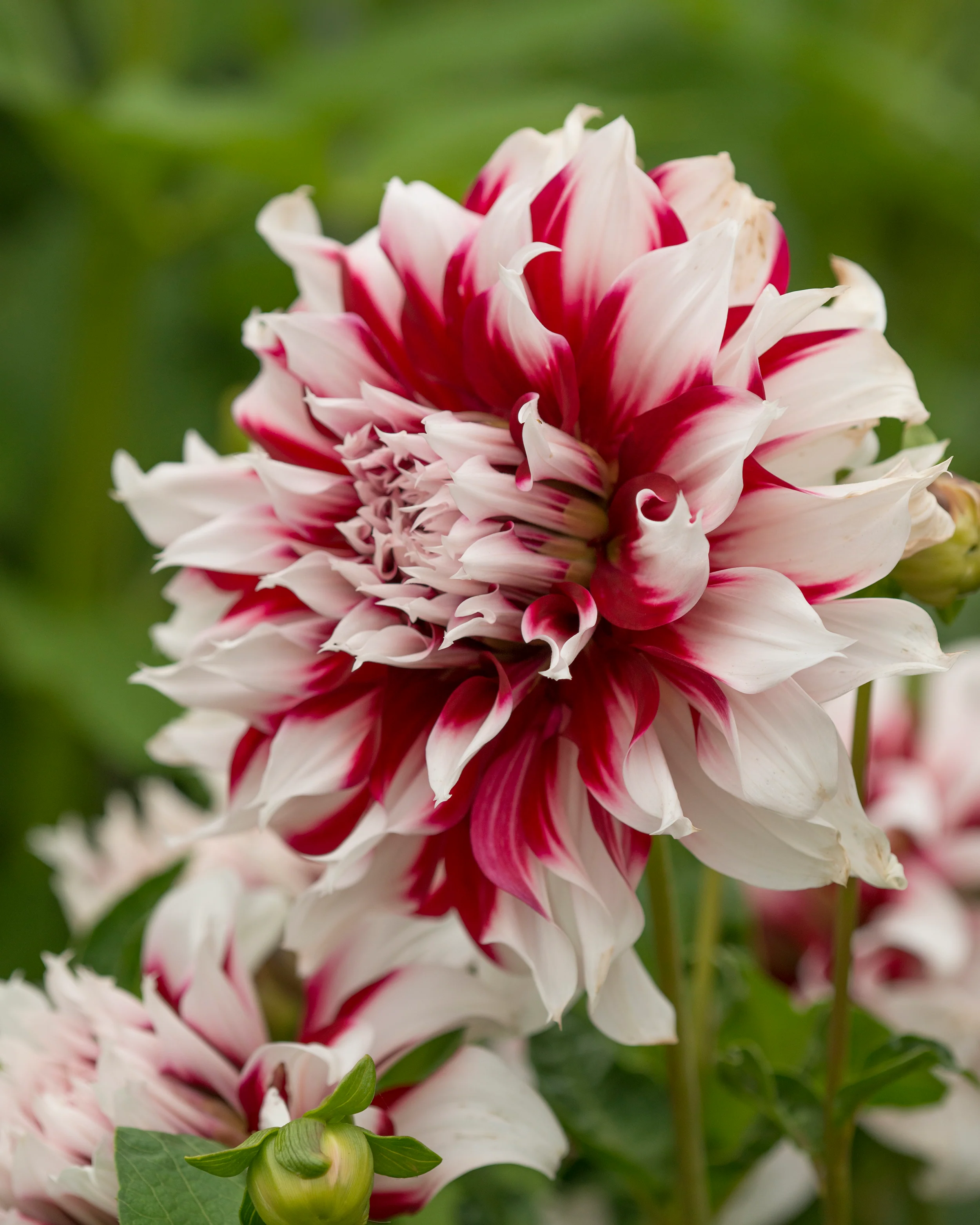 Dahlia 'X Factor' - Image 5